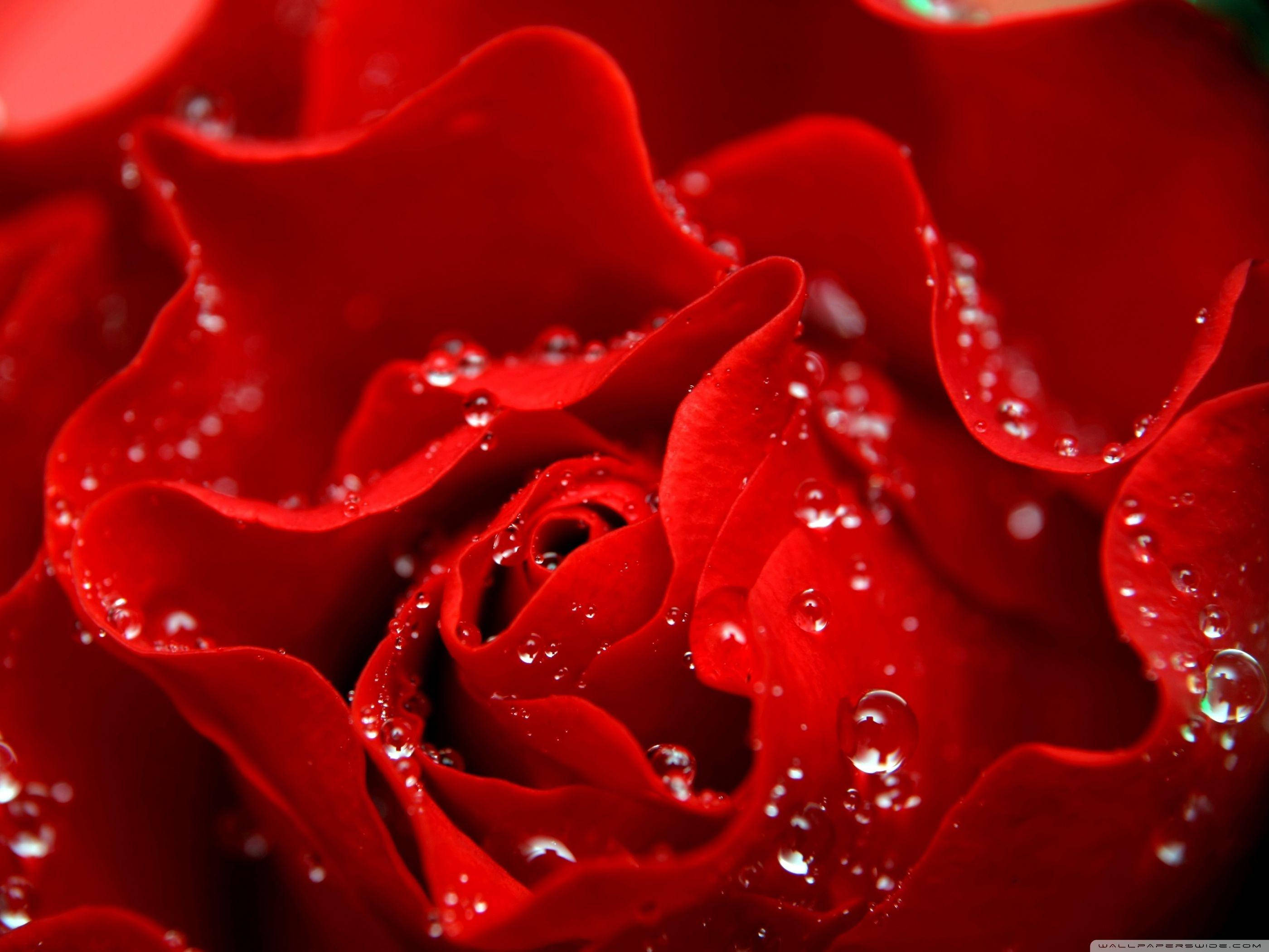 Roses 桌布 壁紙 — 一朵鮮紅玫瑰的特寫，天鵝絨般的花瓣上閃爍著晶瑩的水珠。