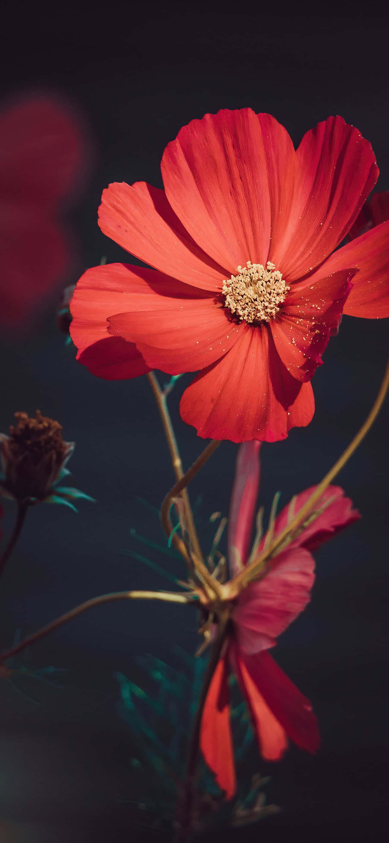 花 桌布 壁紙 — 一朵鮮紅的大波斯菊在暗色模糊背景中綻放，帶有柔和散景和花瓣上的露珠。