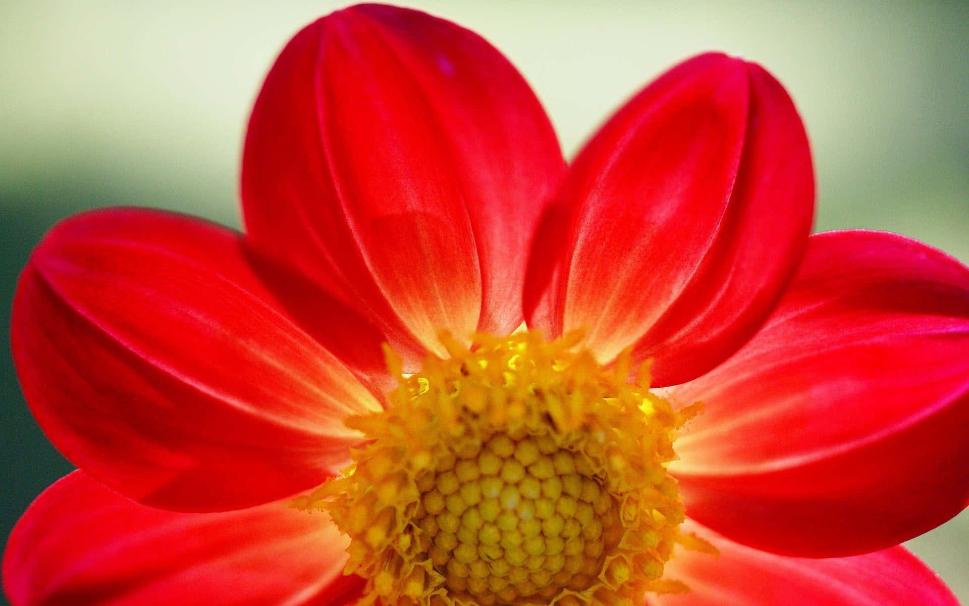 Pretty Flower 桌布 壁紙 — 一朵鮮紅的大麗花，帶有金色中心，在柔和的焦點中綻放，背景是柔和的綠色。