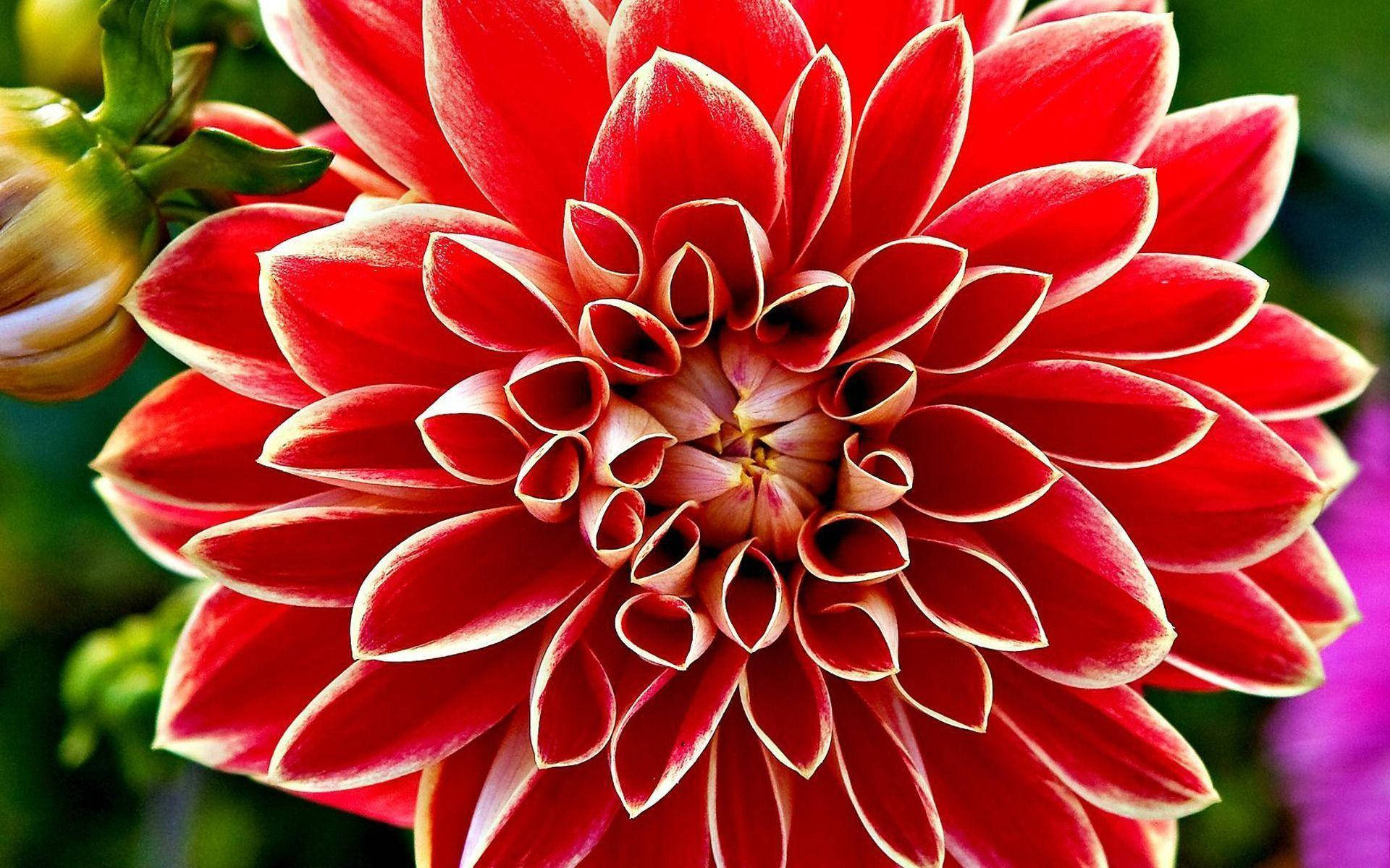 Dahlia 桌布 壁紙 — 一朵鮮紅的大麗花，花瓣層層疊疊，邊緣呈奶油色，在柔和的模糊綠色背景下清晰綻放。
