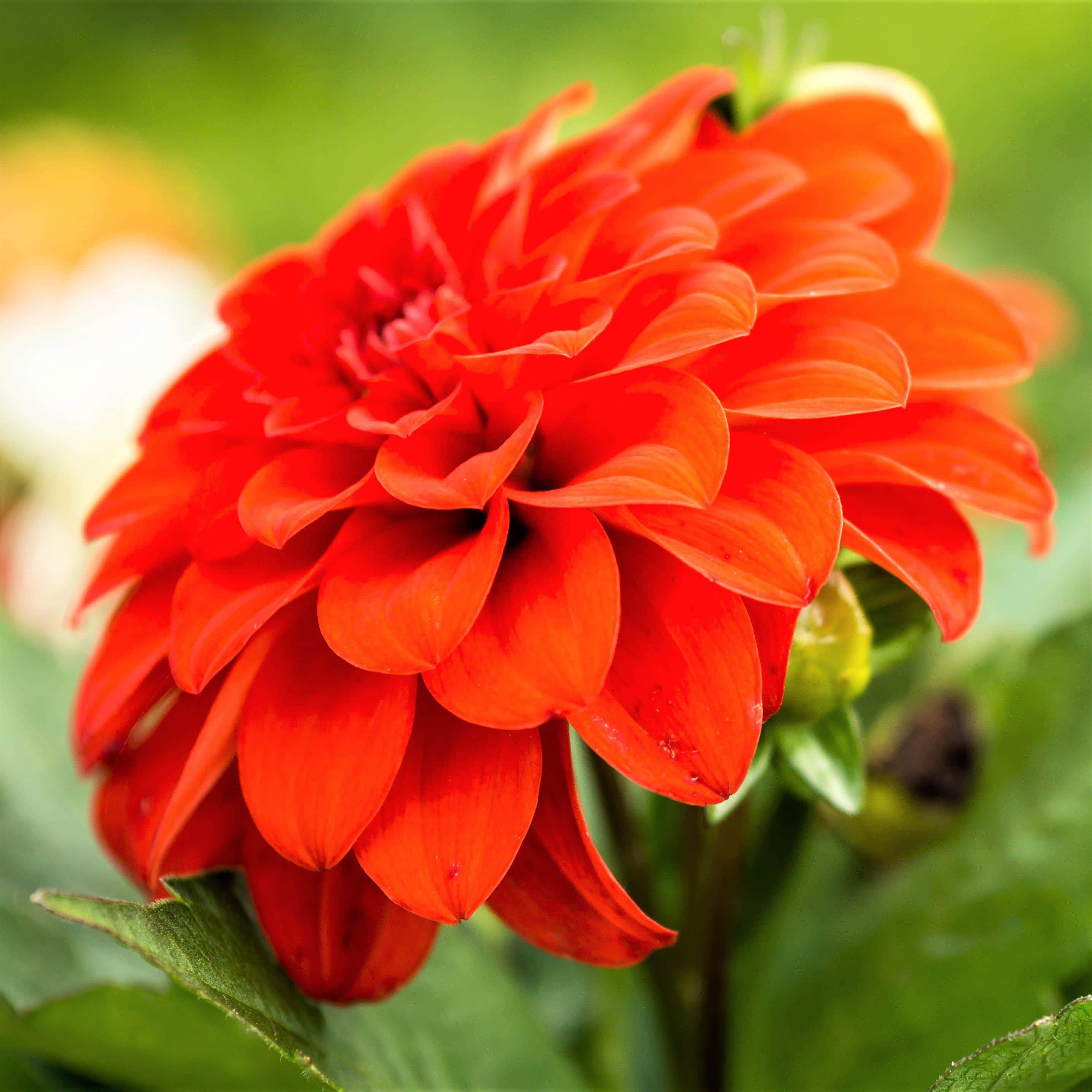 Dahlia 桌布 壁紙 — 一朵鮮紅的大麗花在柔和的綠色模糊花園背景下盛開，花瓣層層疊疊。