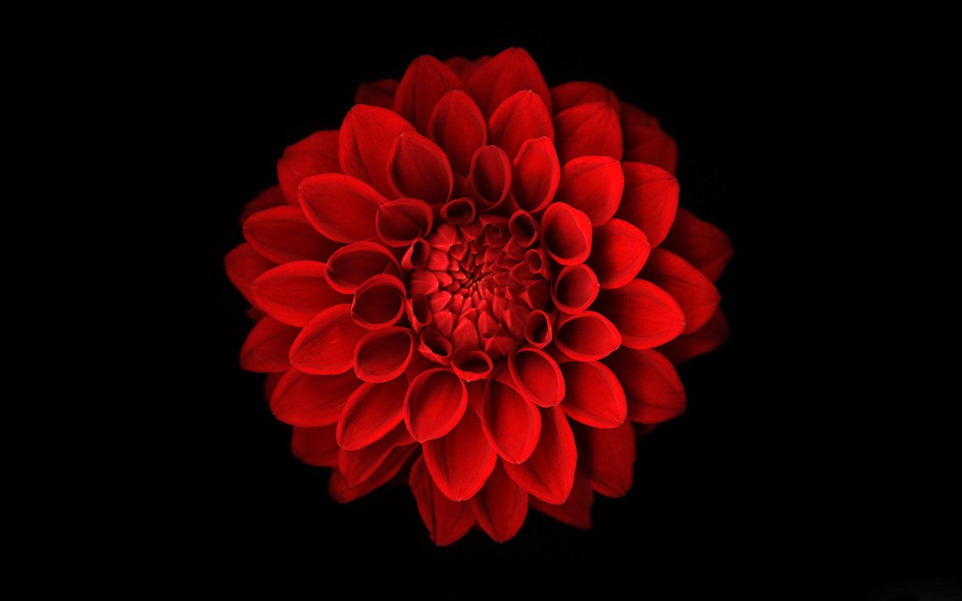 Dahlia 桌布 壁紙 — 一朵鮮紅的大麗花在深黑色背景上完美對稱地盛開，其層層疊疊的花瓣散發出強烈的色彩。