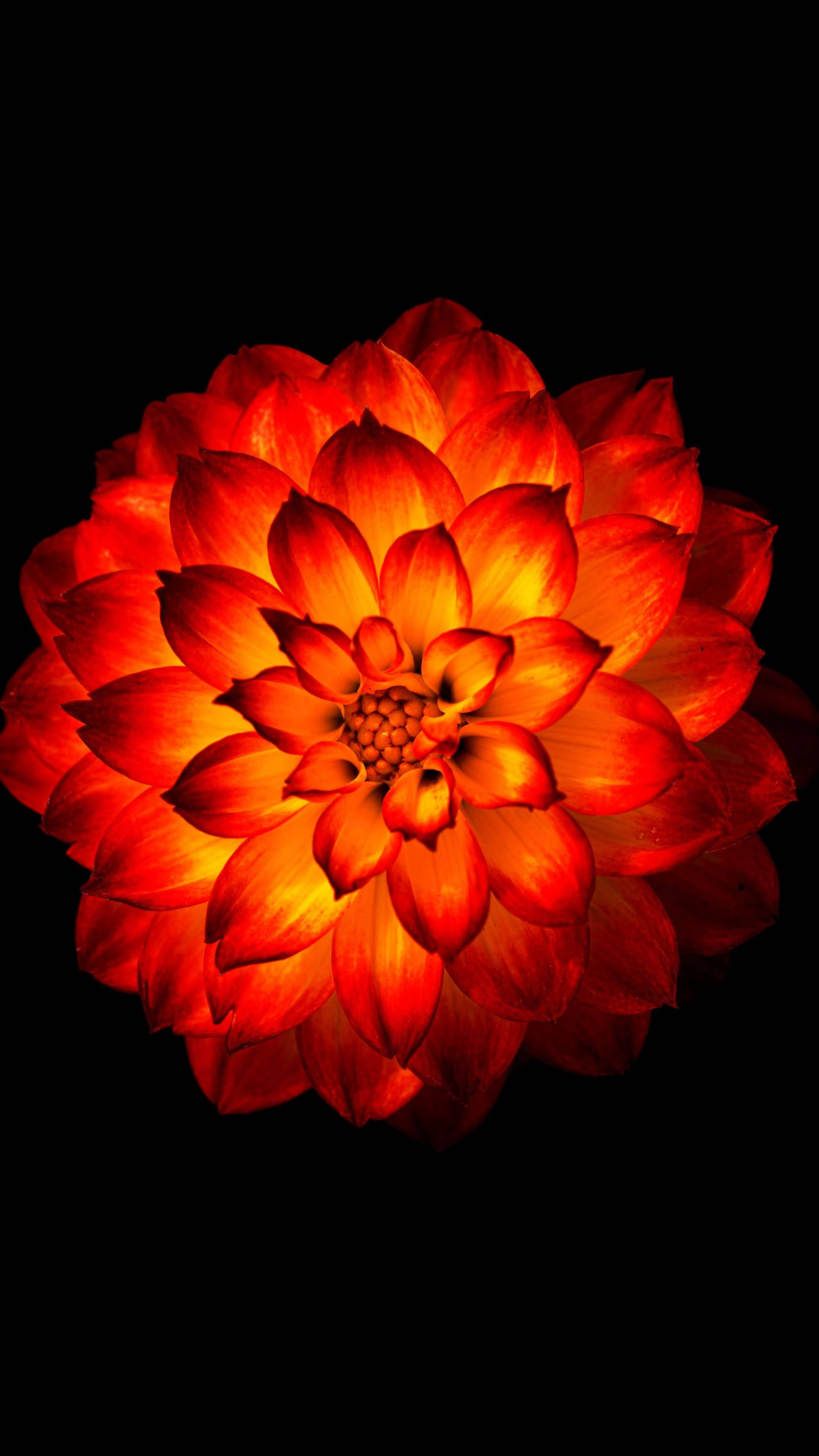 Dahlia 桌布 壁紙 — 一朵鮮紅的大麗花在純黑色背景下燦爛綻放，層層疊疊的花瓣散發出溫暖的內在光芒。
