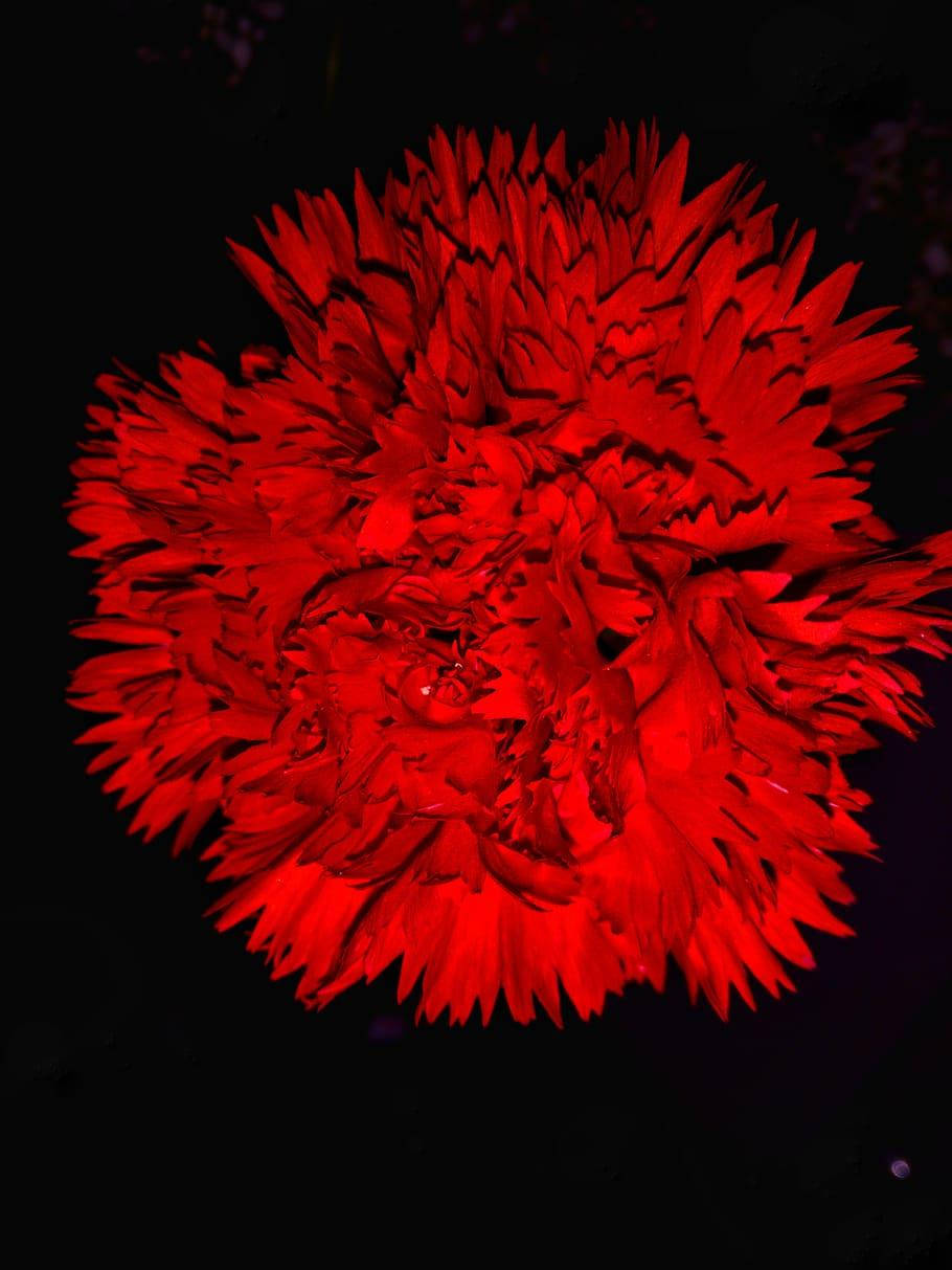 花朵美學動態圖 桌布 壁紙 — 一朵鮮紅的康乃馨在純黑背景上強烈綻放，層層疊疊的花瓣散發著飽和的色彩光芒。