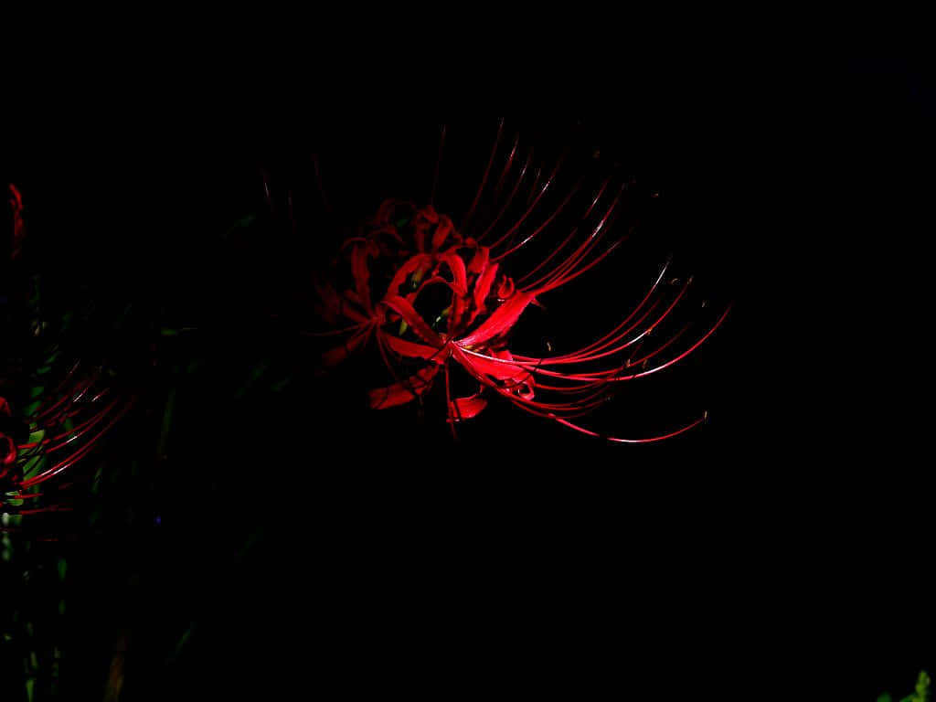 桌布 壁紙 — 一朵鮮紅的彼岸花在漆黑的夜晚背景下發光，細長的花瓣向外伸展。