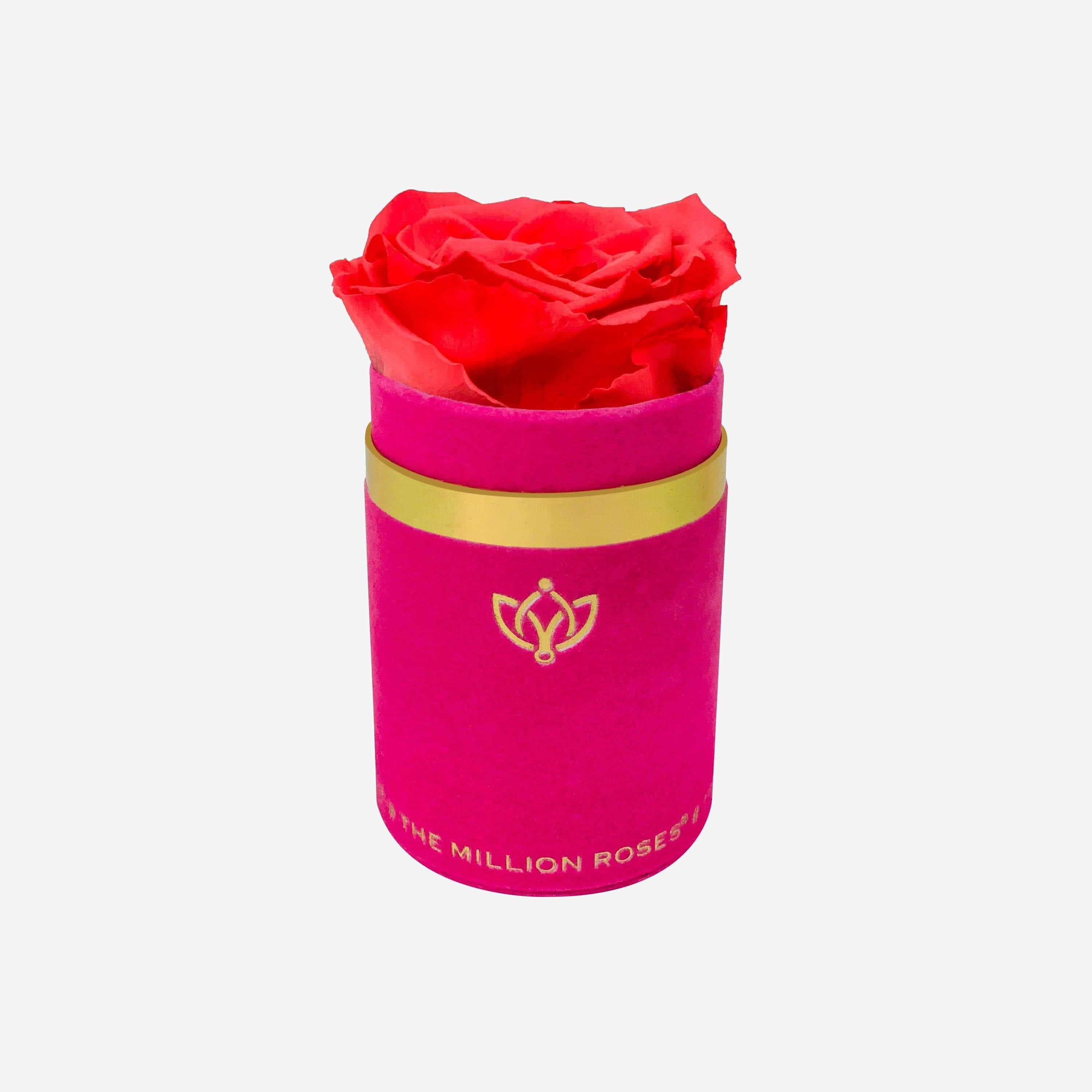 Single Rose 桌布 壁紙 — 一朵鮮紅的永生玫瑰從一個飾有金色飾邊和標誌的紫紅色天鵝絨圓筒中冒出。