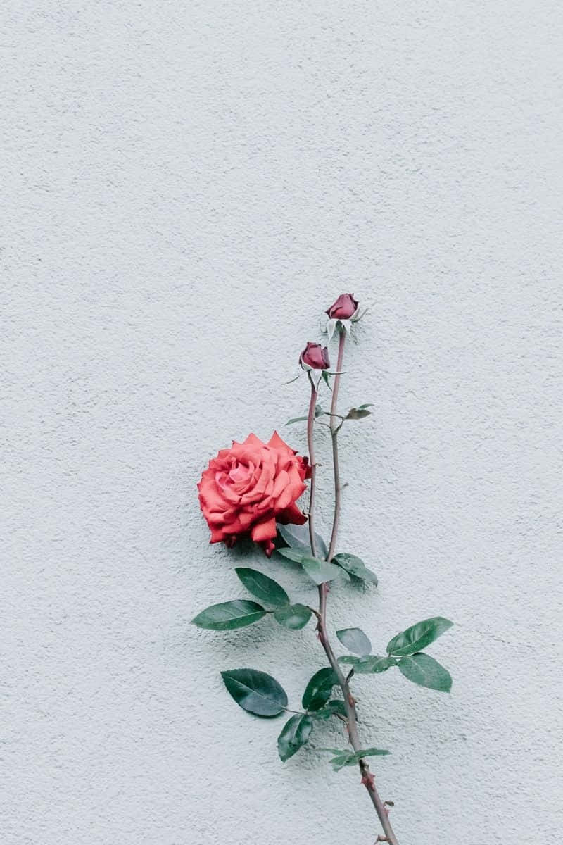 Minimalist Flower Computer 桌布 壁紙 — 一朵鮮紅的玫瑰，帶有兩個花蕾，在紋理淺灰色牆壁上綻放。
