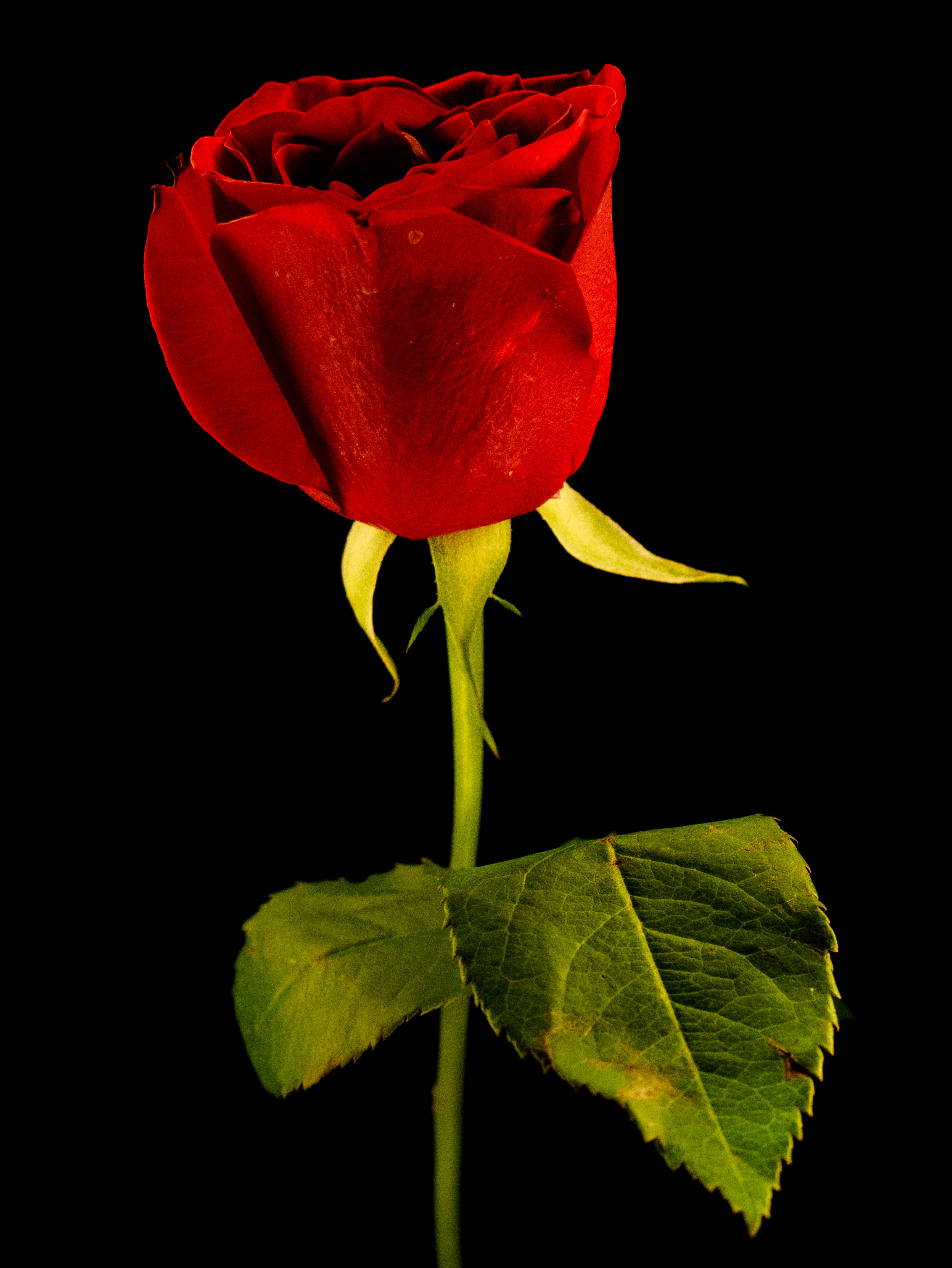 Rose HD 桌布 壁紙 — 一朵鮮紅的玫瑰，帶有綠色的莖和葉子，在純黑色的背景上顯得格外突出。