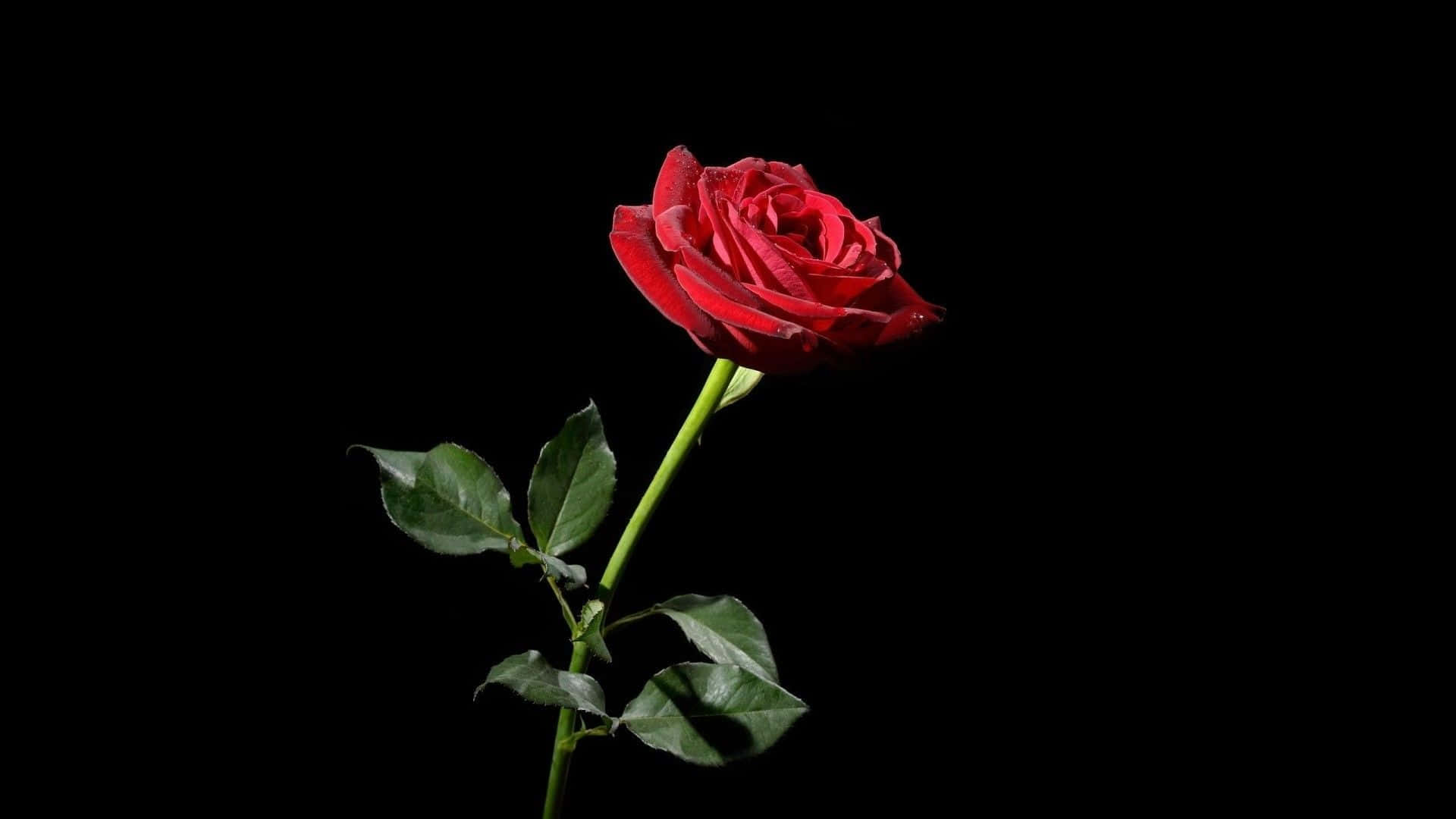 Aesthetic Rose 桌布 壁紙 — 一朵鮮紅的玫瑰，帶有綠色莖和葉子，在純黑色背景下脫穎而出。
