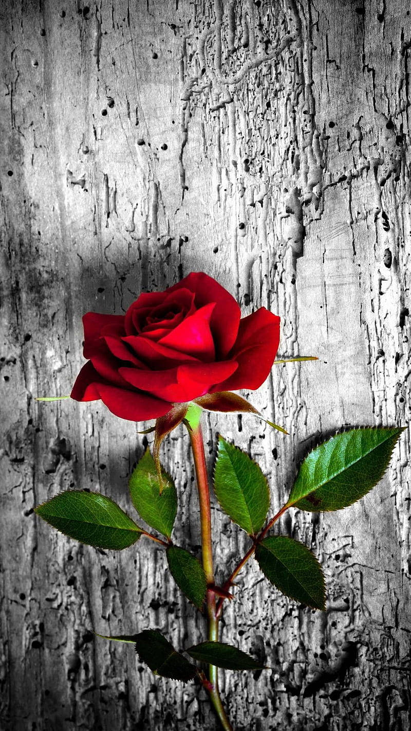 Roses Desktop 桌布 壁紙 — 一朵鮮紅的玫瑰，帶有綠葉，在風化的灰色木質背景上格外突出。
