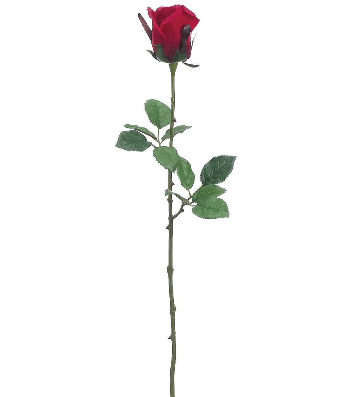 Single Rose 桌布 壁紙 — 一朵鮮紅的玫瑰，帶有綠葉和刺，在純白背景上高高聳立。