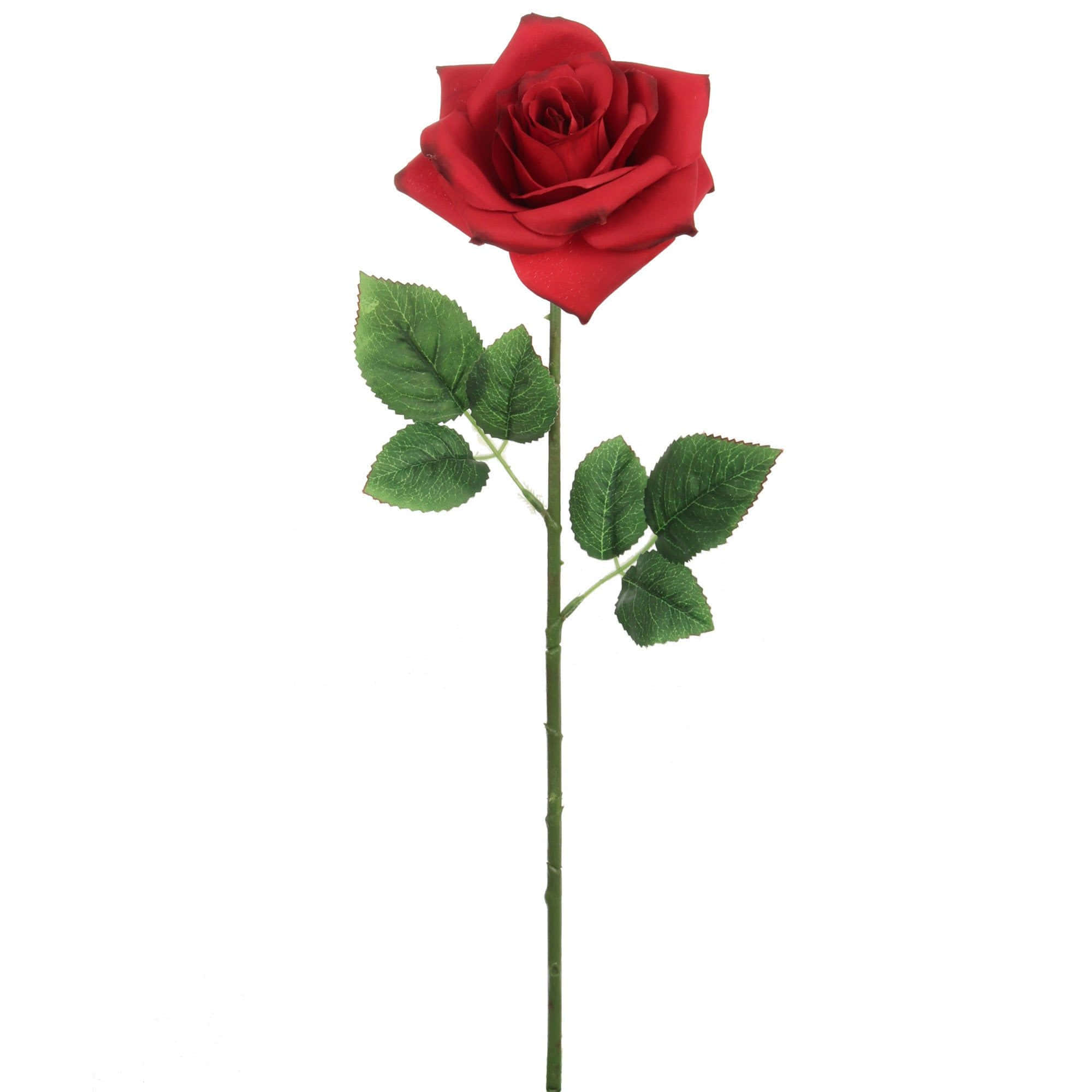 Single Rose 桌布 壁紙 — 一朵鮮紅的玫瑰，帶有茂盛的綠葉和莖，優雅地立在純白背景上。