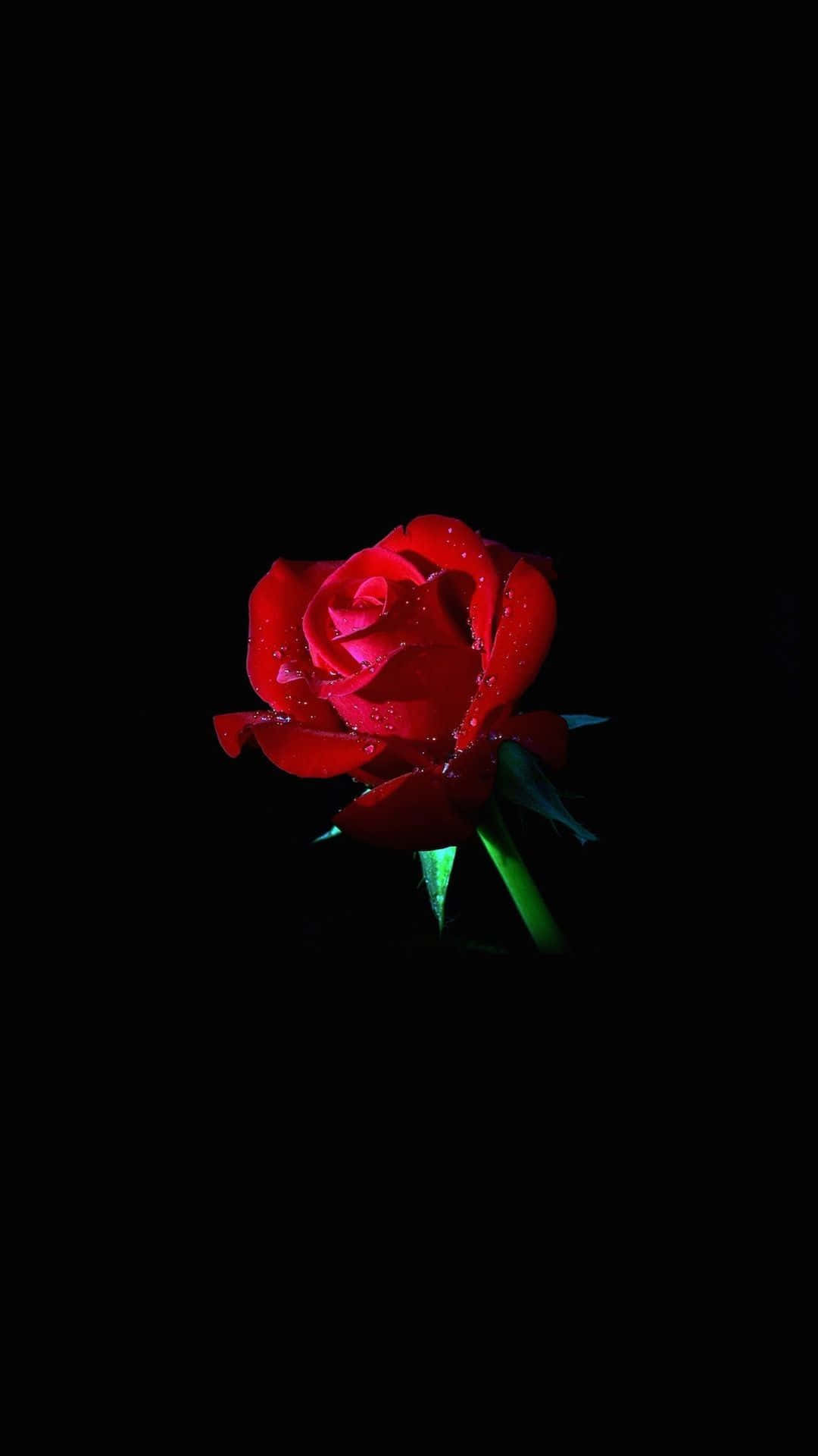 Roses 桌布 壁紙 — 一朵鮮紅的玫瑰，帶有露珠，在純黑色背景上閃耀。