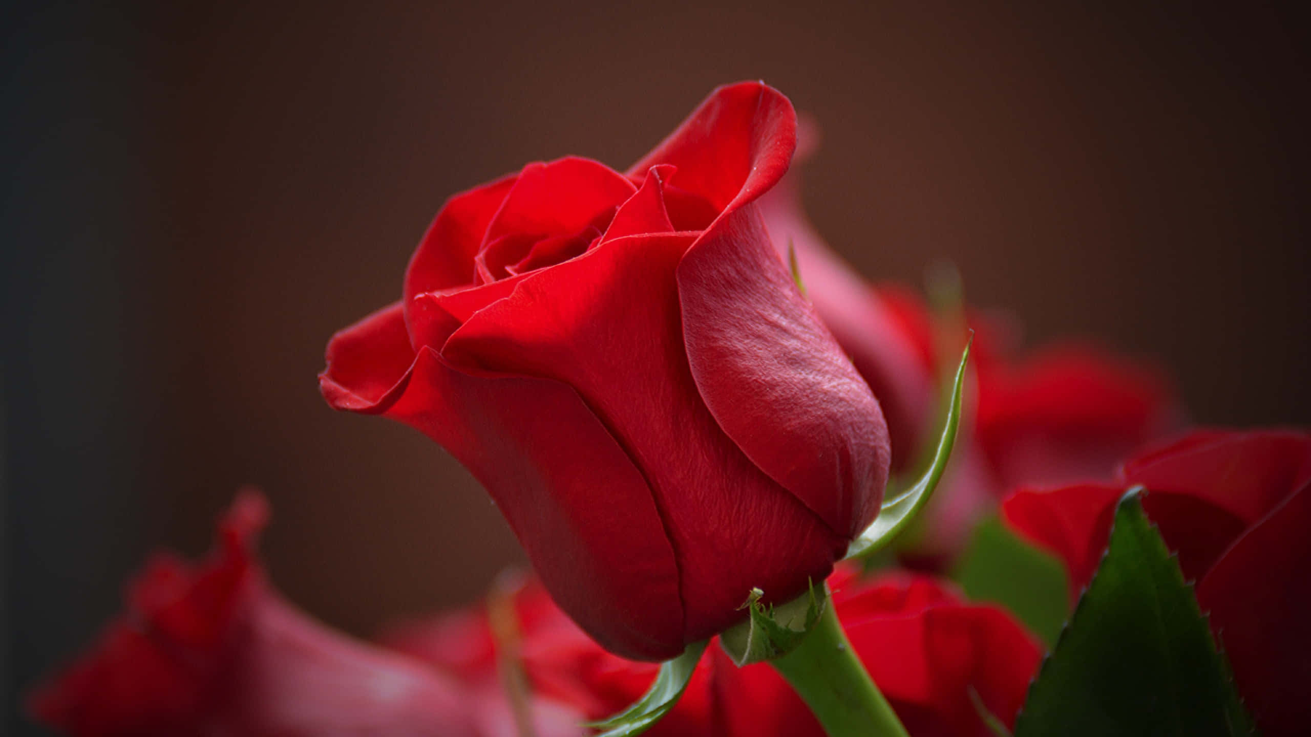 Rose Flower 桌布 壁紙 — 一朵鮮紅的玫瑰，焦點清晰，花瓣柔和模糊，綠葉襯托在深棕色背景上。
