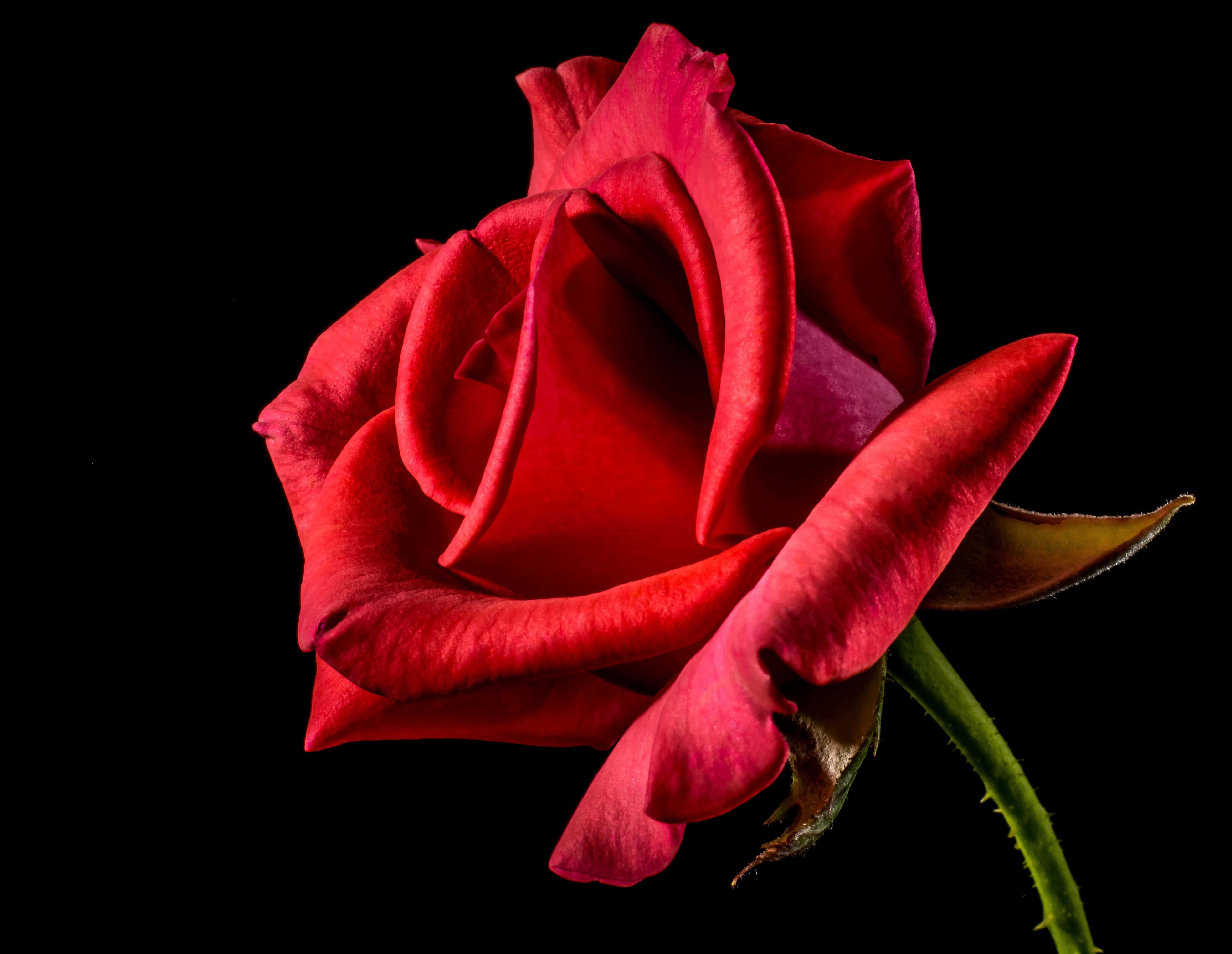 Cool Rose 桌布 壁紙 — 一朵鮮紅的玫瑰，花瓣精緻，莖部翠綠，在純黑色背景下格外突出。