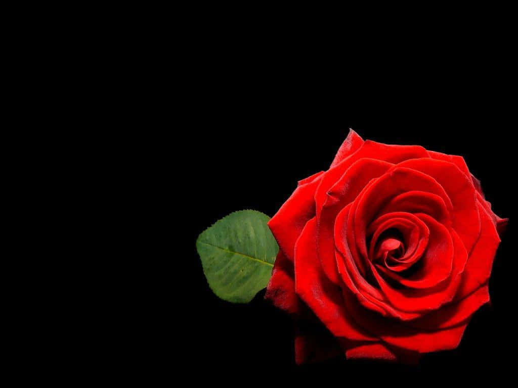 Roses 桌布 壁紙 — 一朵鮮紅的玫瑰，襯著一片綠葉，在純黑背景中盛開。