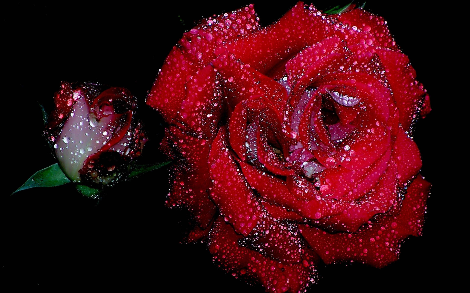 Rose Flower 桌布 壁紙 — 一朵鮮紅的玫瑰和一個含苞待放的花蕾在純黑背景上閃爍著露珠。