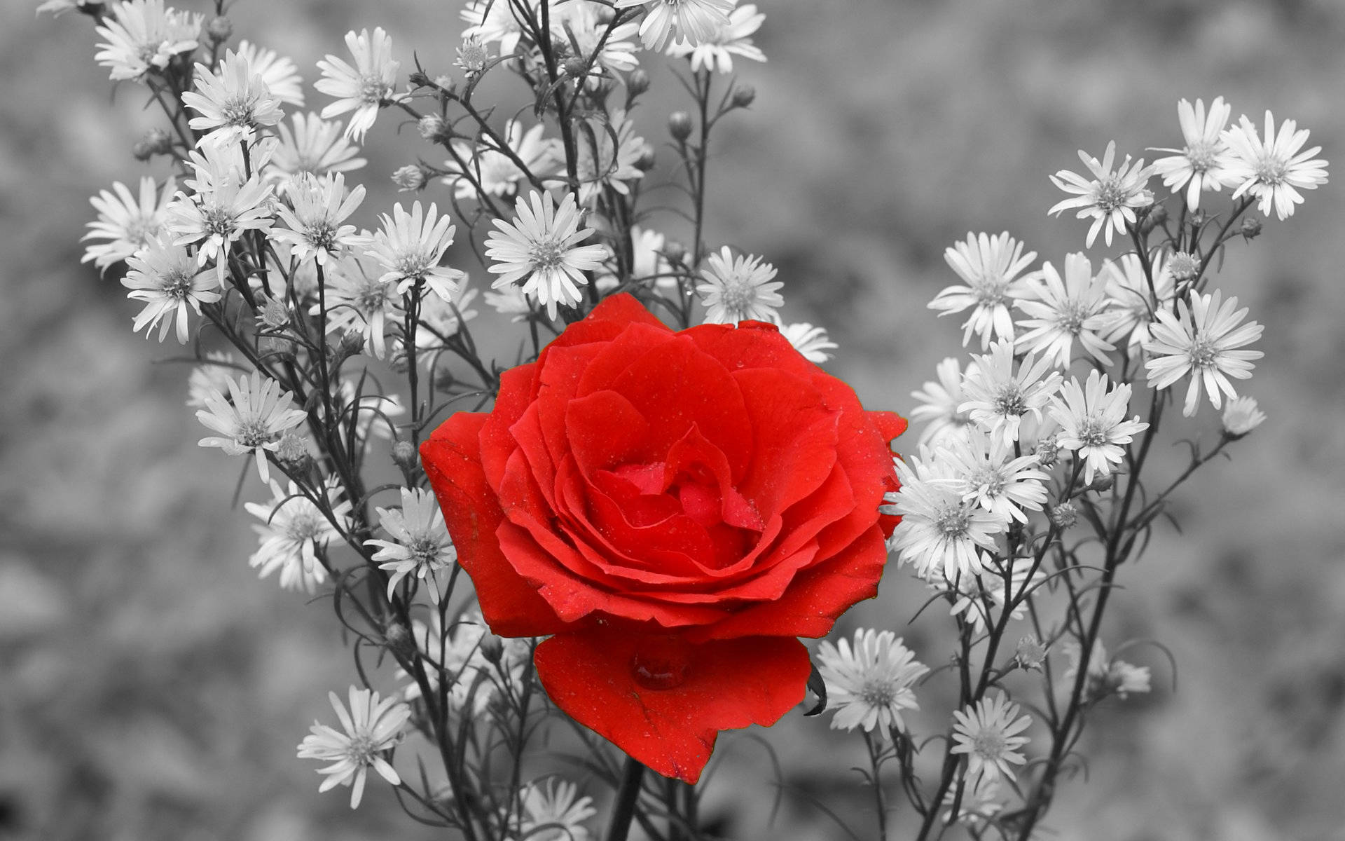 Rose Flower 桌布 壁紙 — 一朵鮮紅的玫瑰在單色雛菊中盛開，在柔焦的花園場景中創造出引人注目的色彩對比。