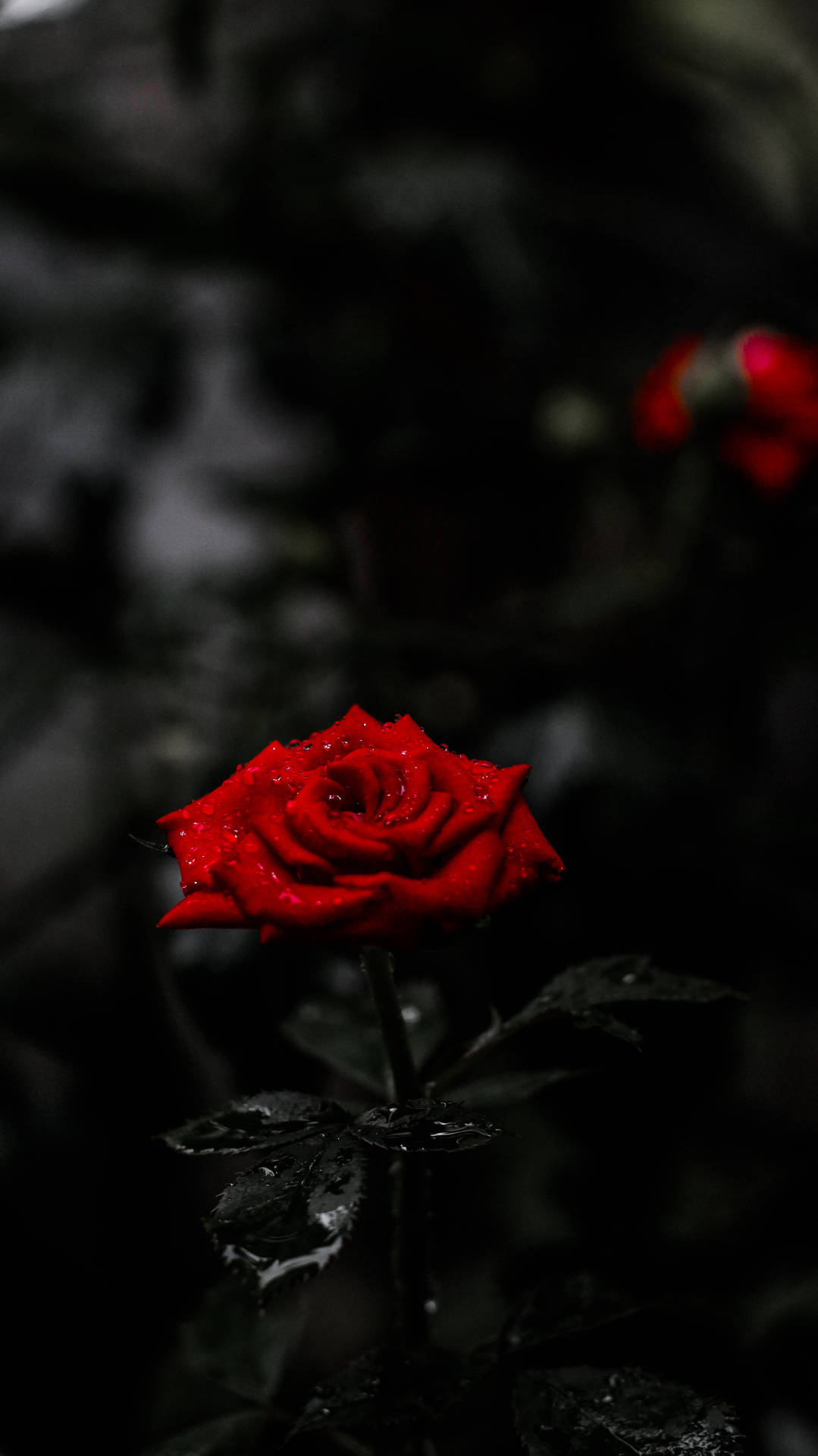 一朵帶露水的紅玫瑰在黑暗模糊的背景中脫穎而出。 — 玫瑰 GIF 壁紙