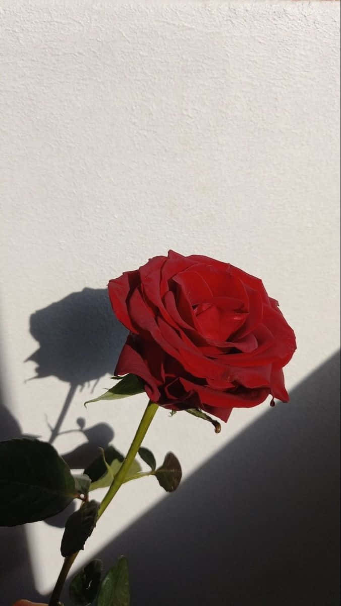Single Rose 桌布 壁紙 — 一朵鮮紅的玫瑰在明亮的陽光下，在純白的牆壁上投下清晰的影子。