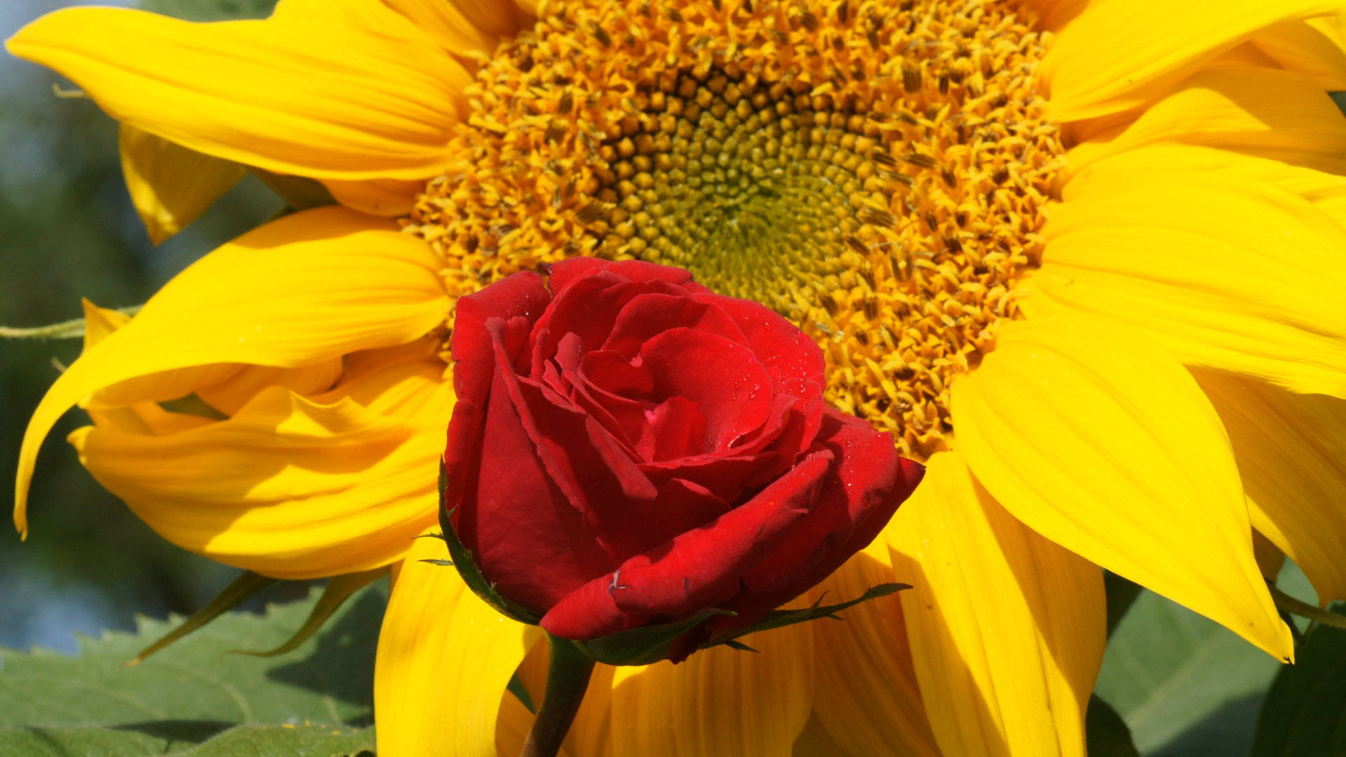 Roses 桌布 壁紙 — 一朵鮮紅的玫瑰在明亮的陽光下，在一朵大黃色向日葵前盛開。
