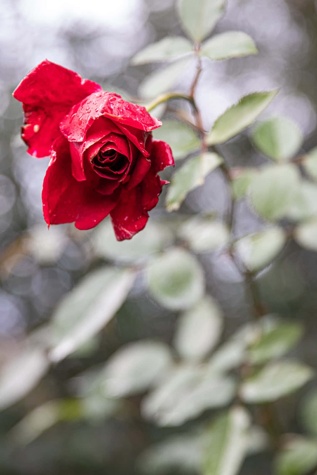 Beautiful Rose 桌布 壁紙 — 一朵鮮紅的玫瑰在柔和模糊的綠色葉子背景上閃爍著雨滴。