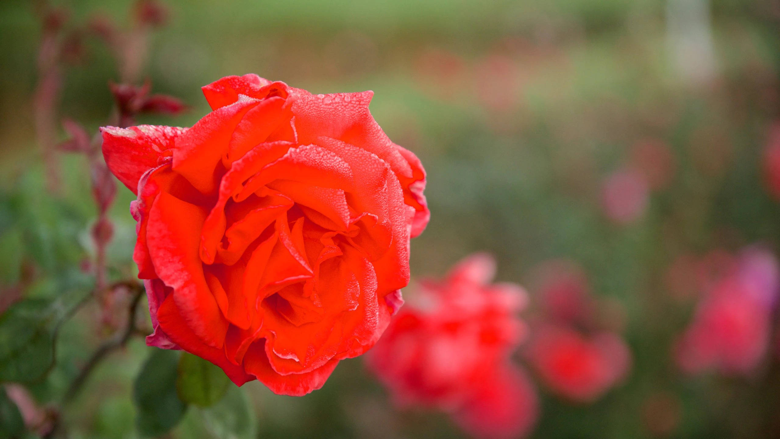 Roses 桌布 壁紙 — 一朵鮮紅的玫瑰在柔和模糊的花園背景下閃爍著露珠。