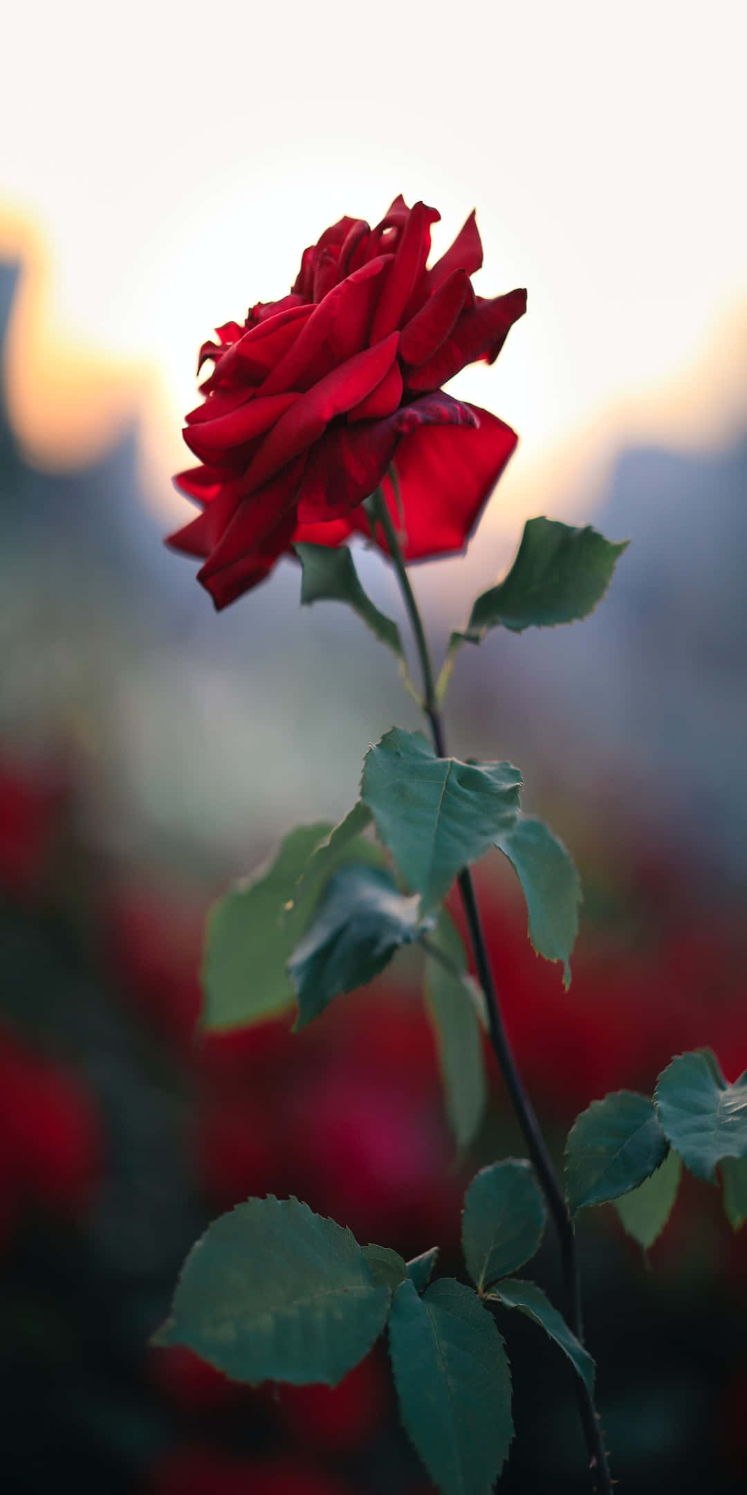 Pixel 3 Roses 桌布 壁紙 — 一朵鮮紅的玫瑰在柔和的金色日落背景下，伴隨著模糊的綠葉，高高聳立。