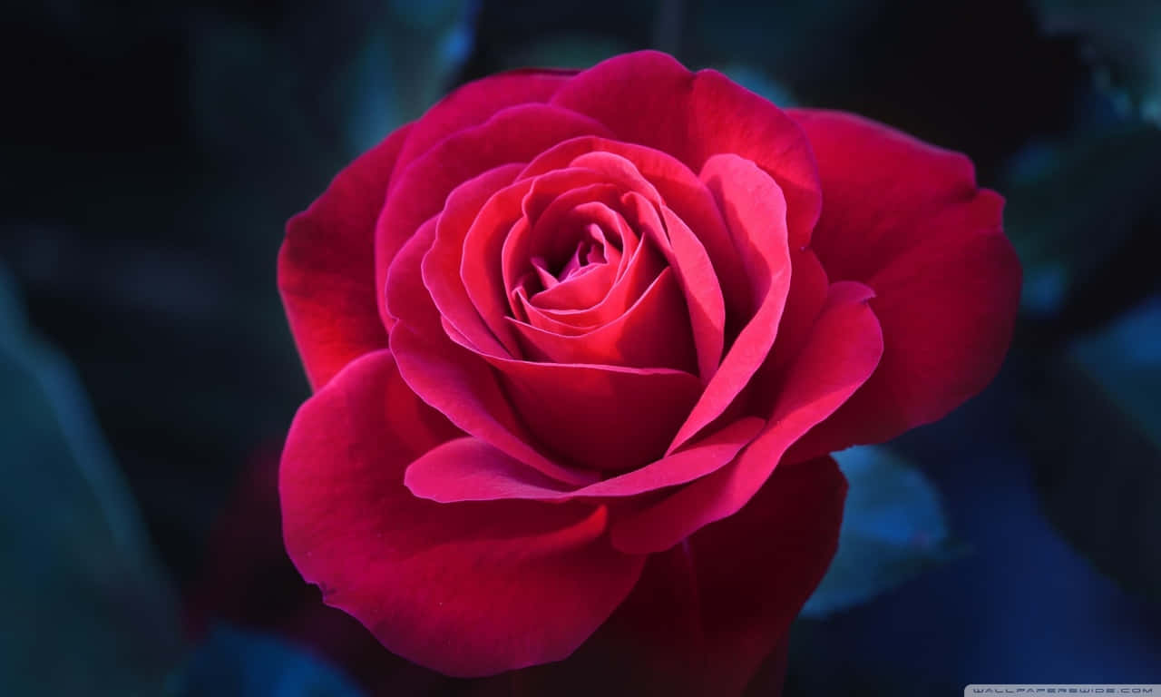 1280x768 Rose 桌布 壁紙 — 一朵鮮紅的玫瑰在柔焦中綻放，背景是深藍色的陰影。