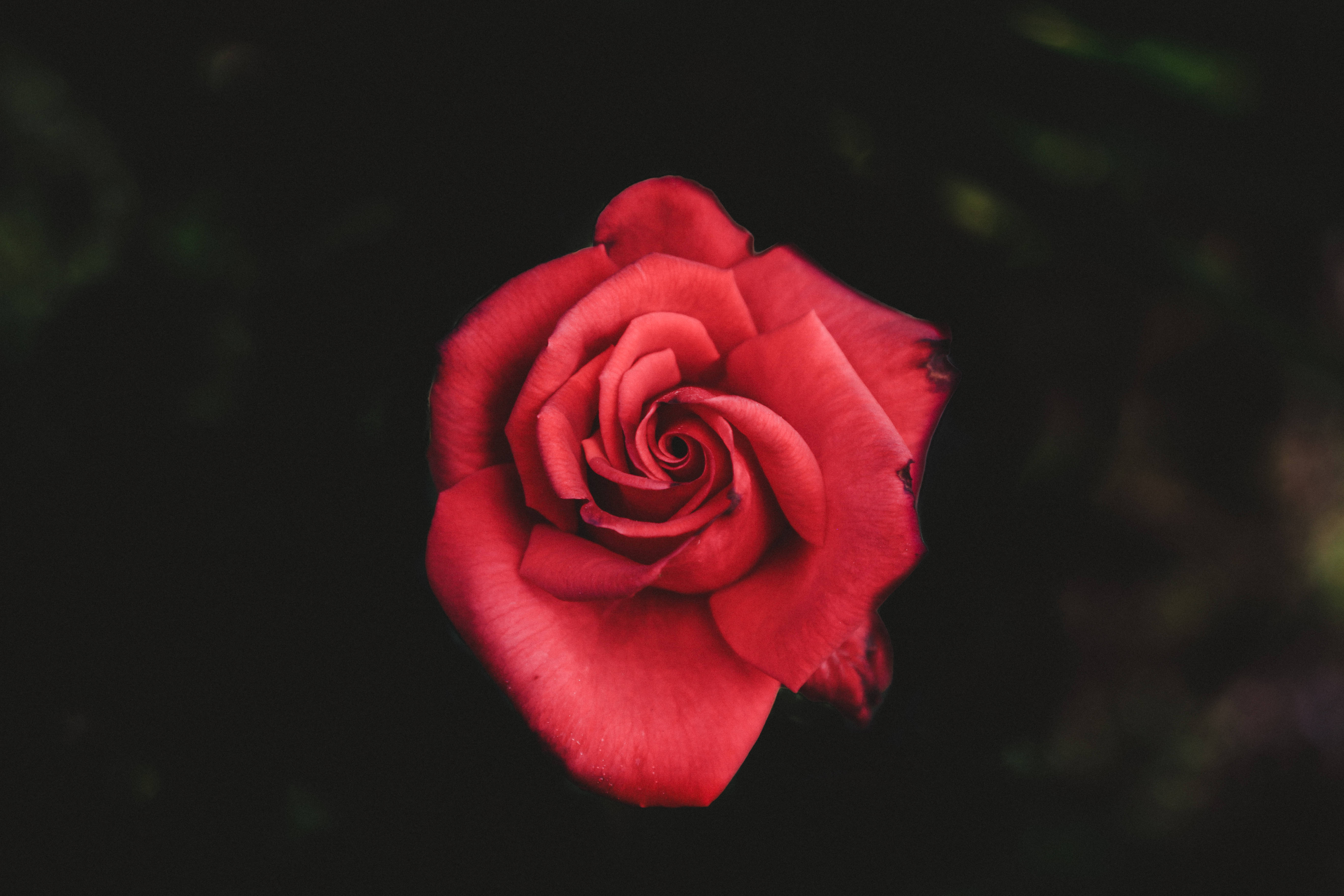 david rose 桌布 壁紙 — 一朵鮮紅的玫瑰在深暗模糊的背景中清晰綻放。