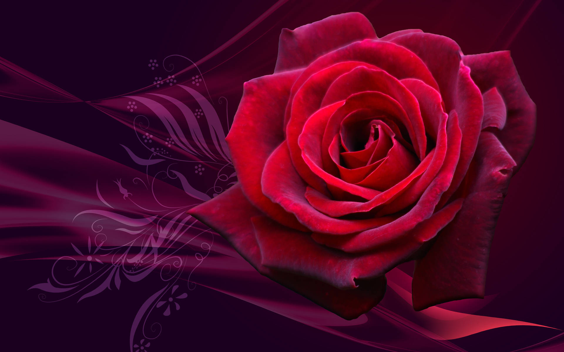 Red Rose 桌布 壁紙 — 一朵鮮紅的玫瑰在深紫色背景上綻放，帶有旋轉的花卉圖案和發光的光線條紋。
