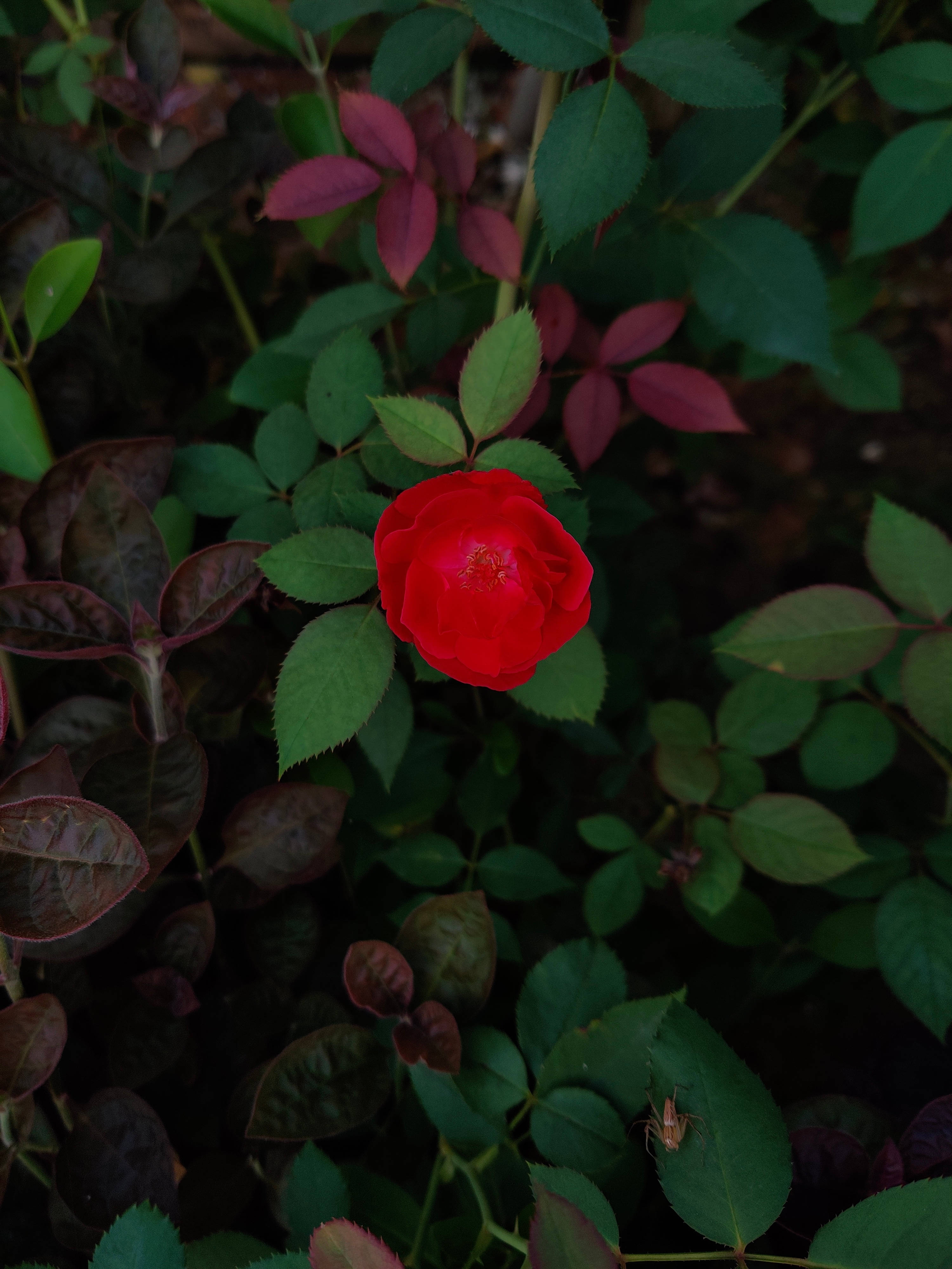 Rose iPhone 桌布 壁紙 — 一朵鮮紅的玫瑰在深綠色和酒紅色的葉叢中綻放，沐浴在柔和自然光下。
