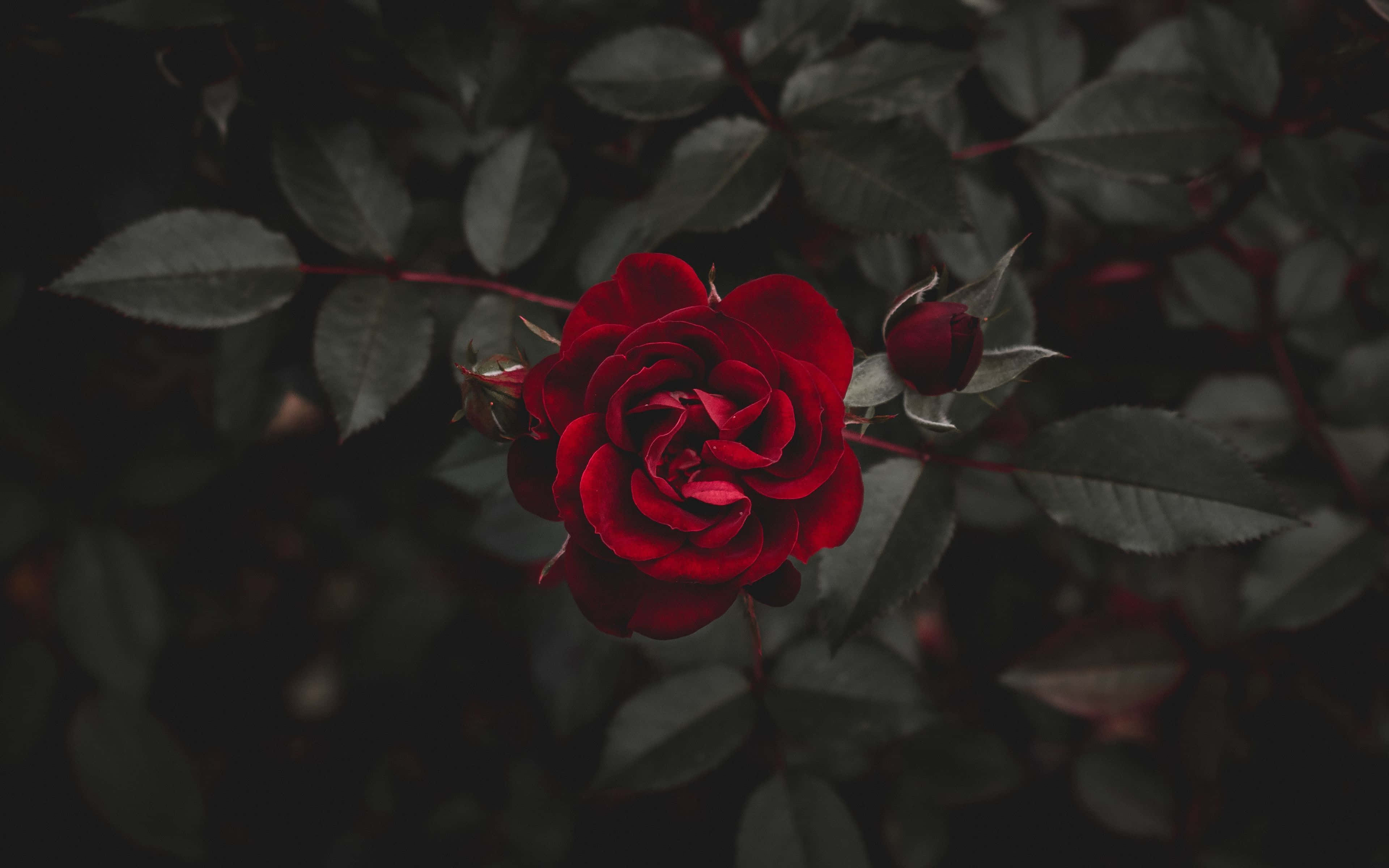 Cool Rose 桌布 壁紙 — 一朵鮮紅的玫瑰在深色陰影的葉子背景下戲劇性地盛開。