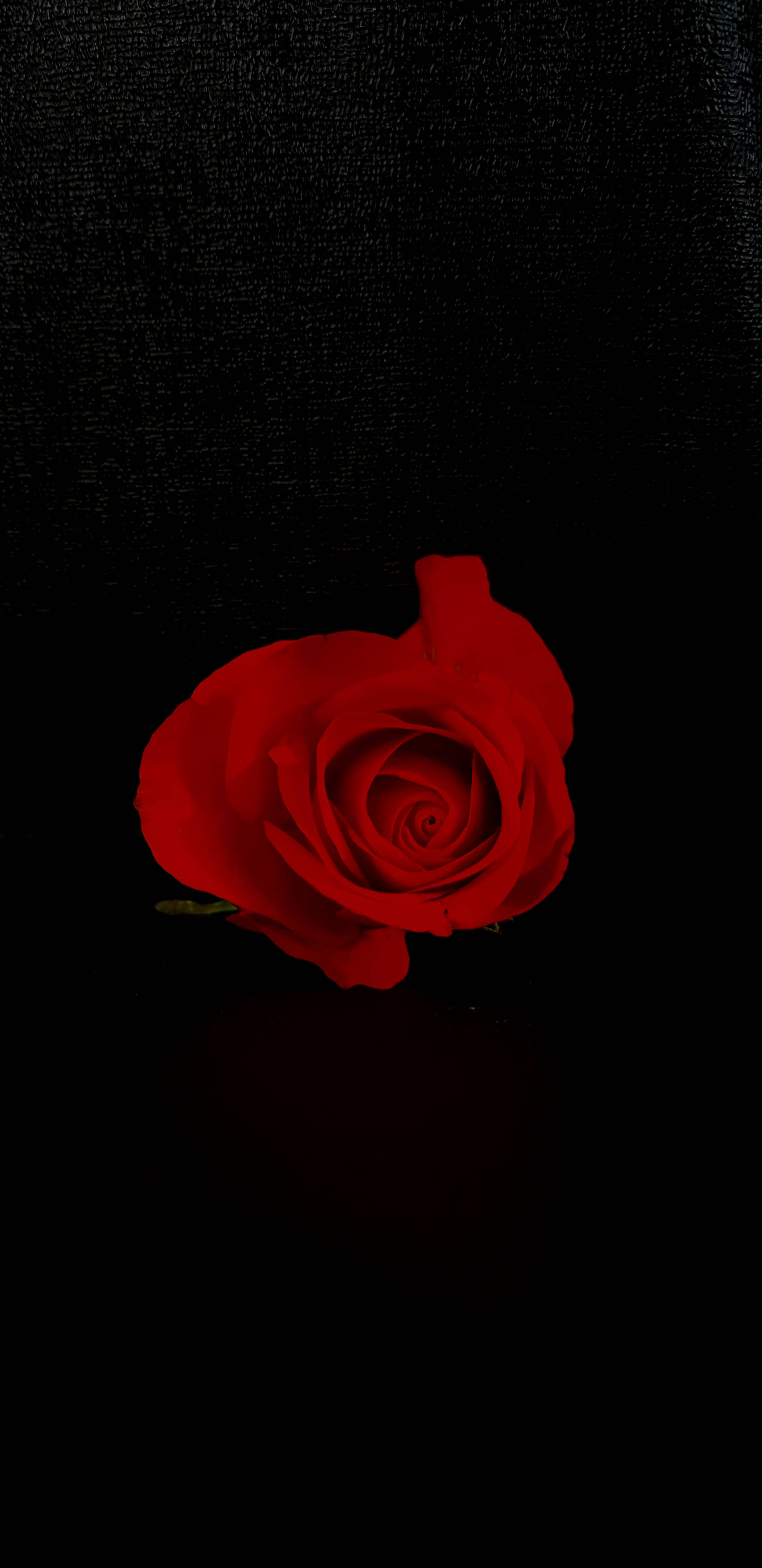Romantic Love Flowers 桌布 壁紙 — 一朵鮮紅的玫瑰在深黑色紋理背景上綻放，帶有柔和陰影。