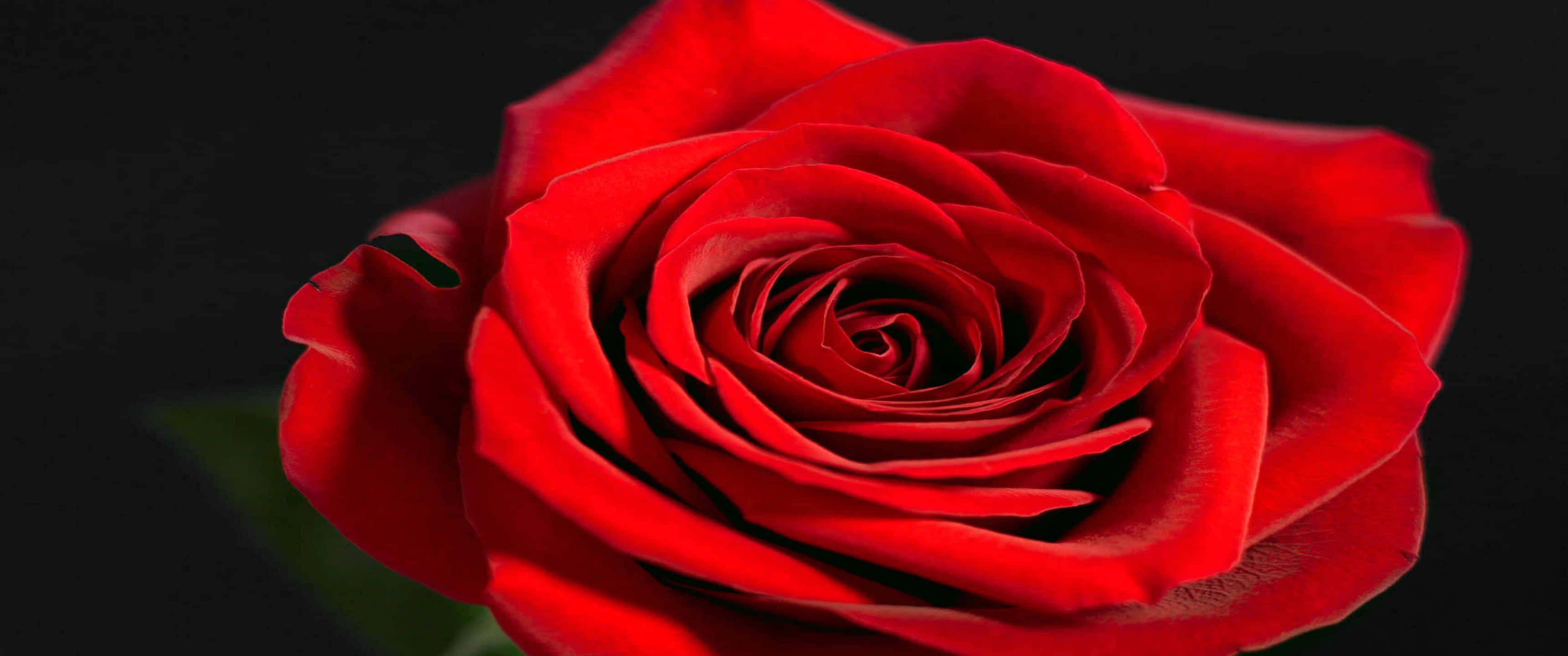 3440x1440p Roses 桌布 壁紙 — 一朵鮮紅的玫瑰在深黑色背景下清晰綻放，其天鵝絨般的花瓣在戲劇性的光線下向內盤旋。