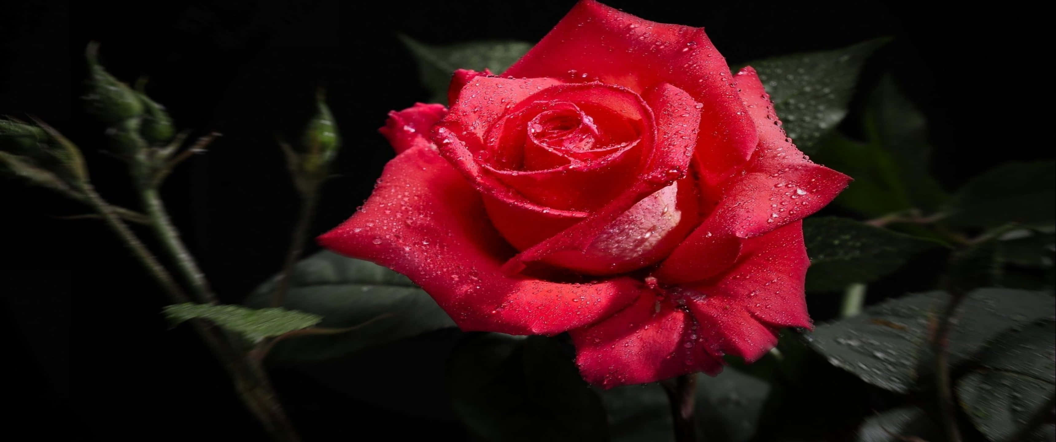3440x1440p Roses 桌布 壁紙 — 一朵鮮紅的玫瑰在漆黑的背景上，襯著深綠色的葉子，閃爍著露珠。