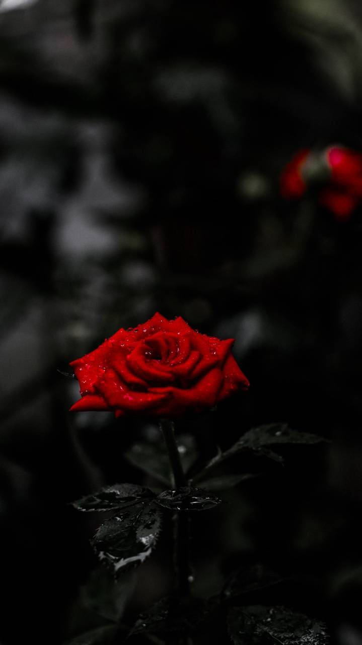 AMOLED 4K 桌布 壁紙 — 一朵鮮紅的玫瑰在漆黑的背景下閃爍著露珠，呈現出憂鬱的特寫鏡頭。