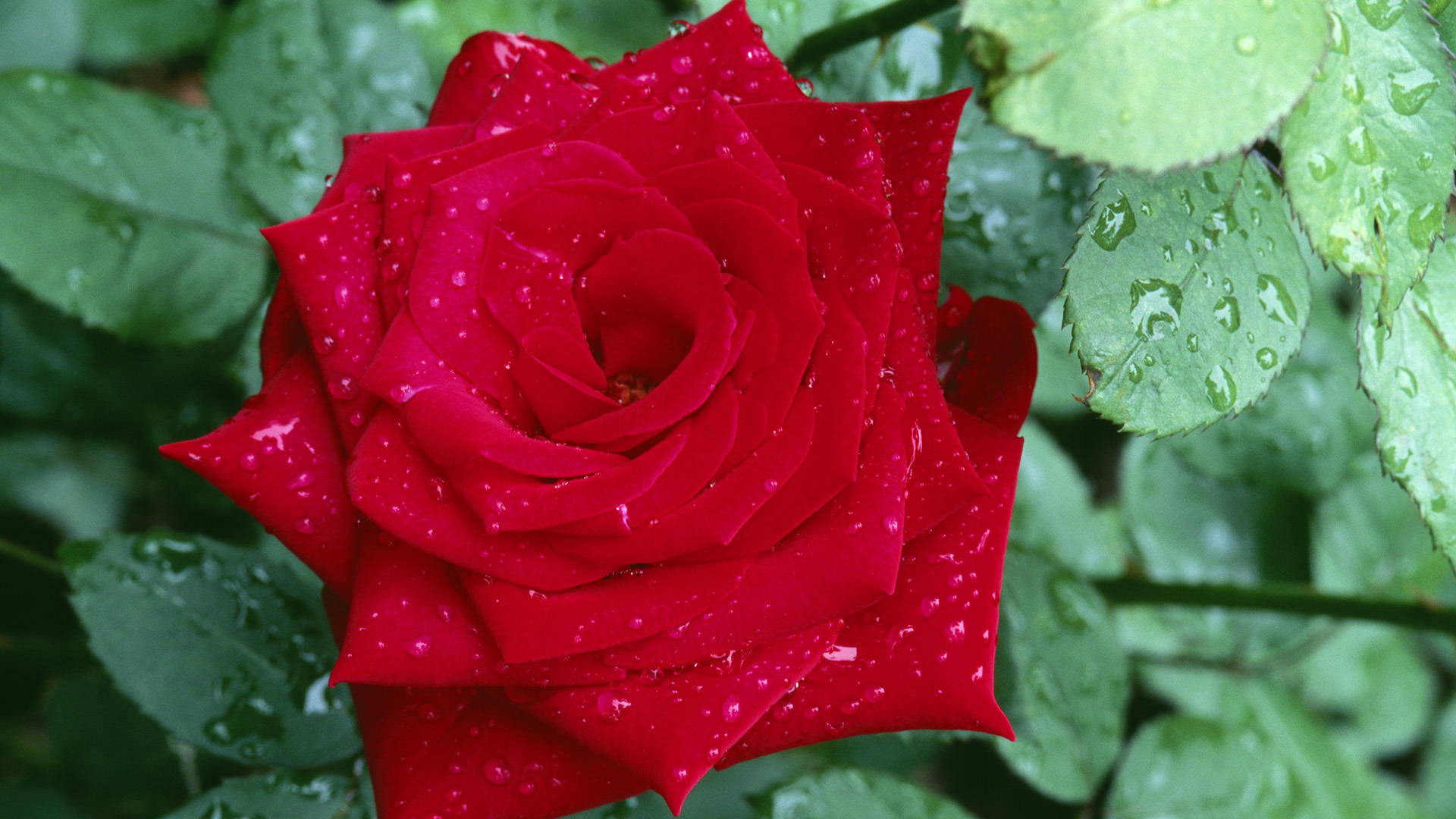 Rose Flower 桌布 壁紙 — 一朵鮮紅的玫瑰在茂密的綠葉襯托下，閃爍著露珠的近距離自然拍攝。