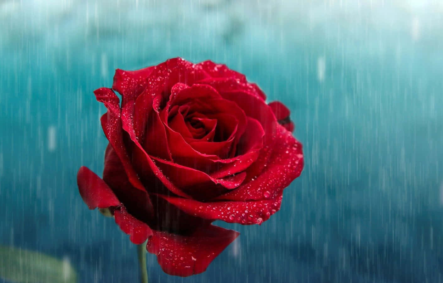 Rose In Rain 桌布 壁紙 — 一朵鮮紅的玫瑰在雨滴中閃閃發光，背景是模糊的藍綠色，雨水傾瀉而下。