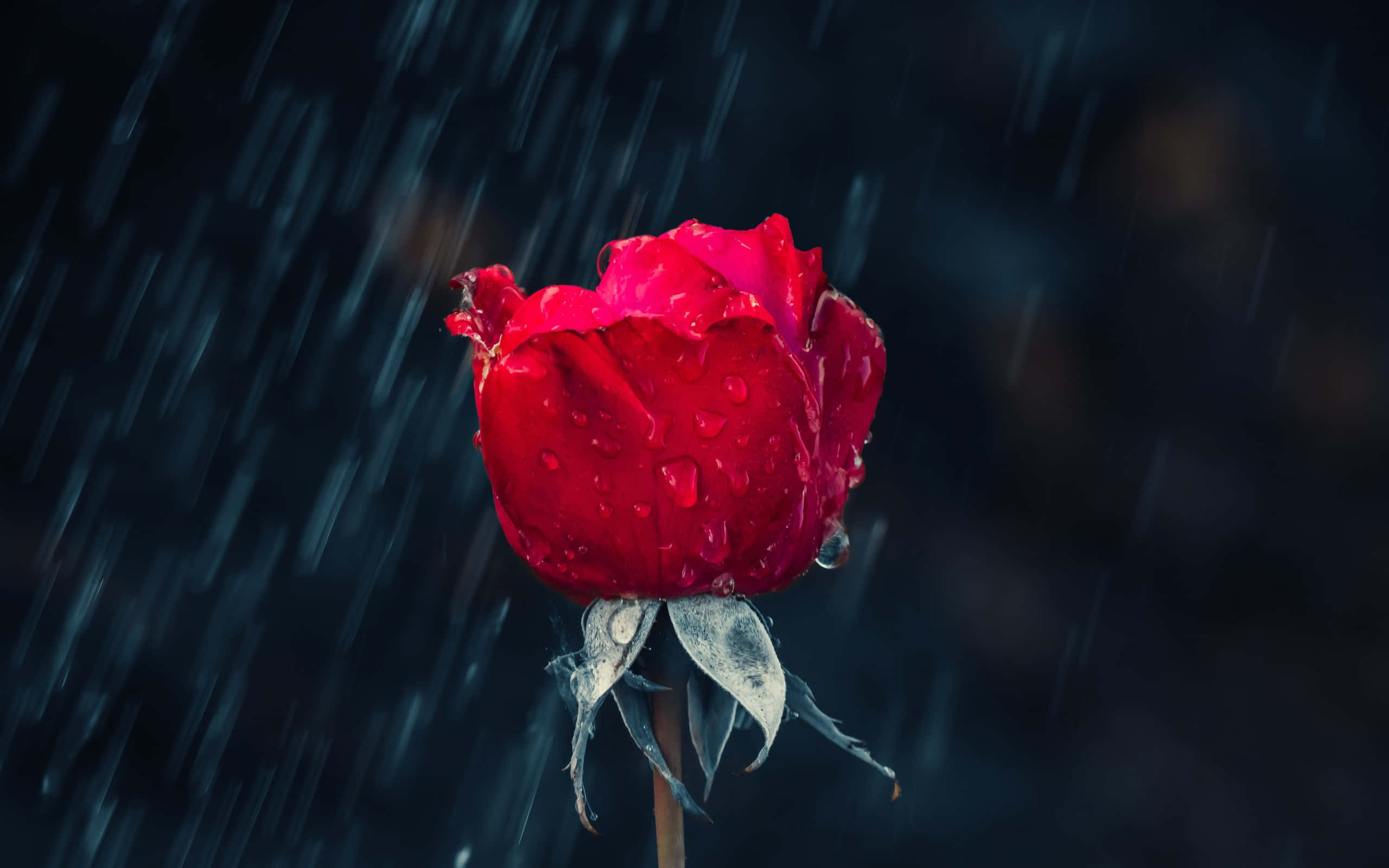 Rose In Rain 桌布 壁紙 — 一朵鮮紅的玫瑰在黑暗暴風雨的背景下，閃爍著雨滴，伴隨著傾瀉的雨水。