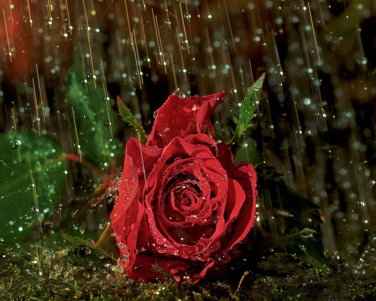 Rose In Rain 桌布 壁紙 — 一朵鮮紅的玫瑰在黑暗模糊的背景上閃爍著雨滴，並帶有金色條紋。