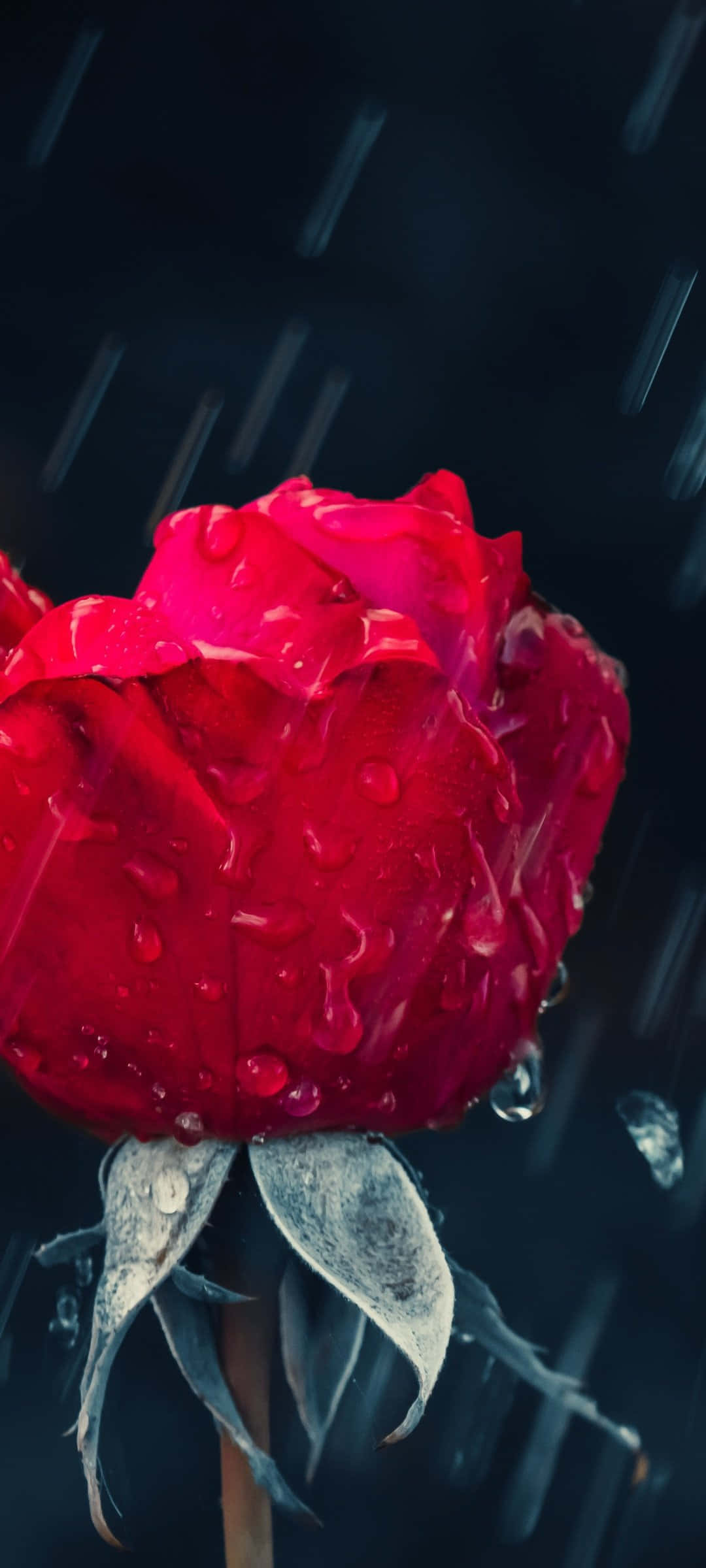 Rose In Rain 桌布 壁紙 — 一朵鮮紅的玫瑰在黑暗的暴風雨背景下閃爍著雨滴。