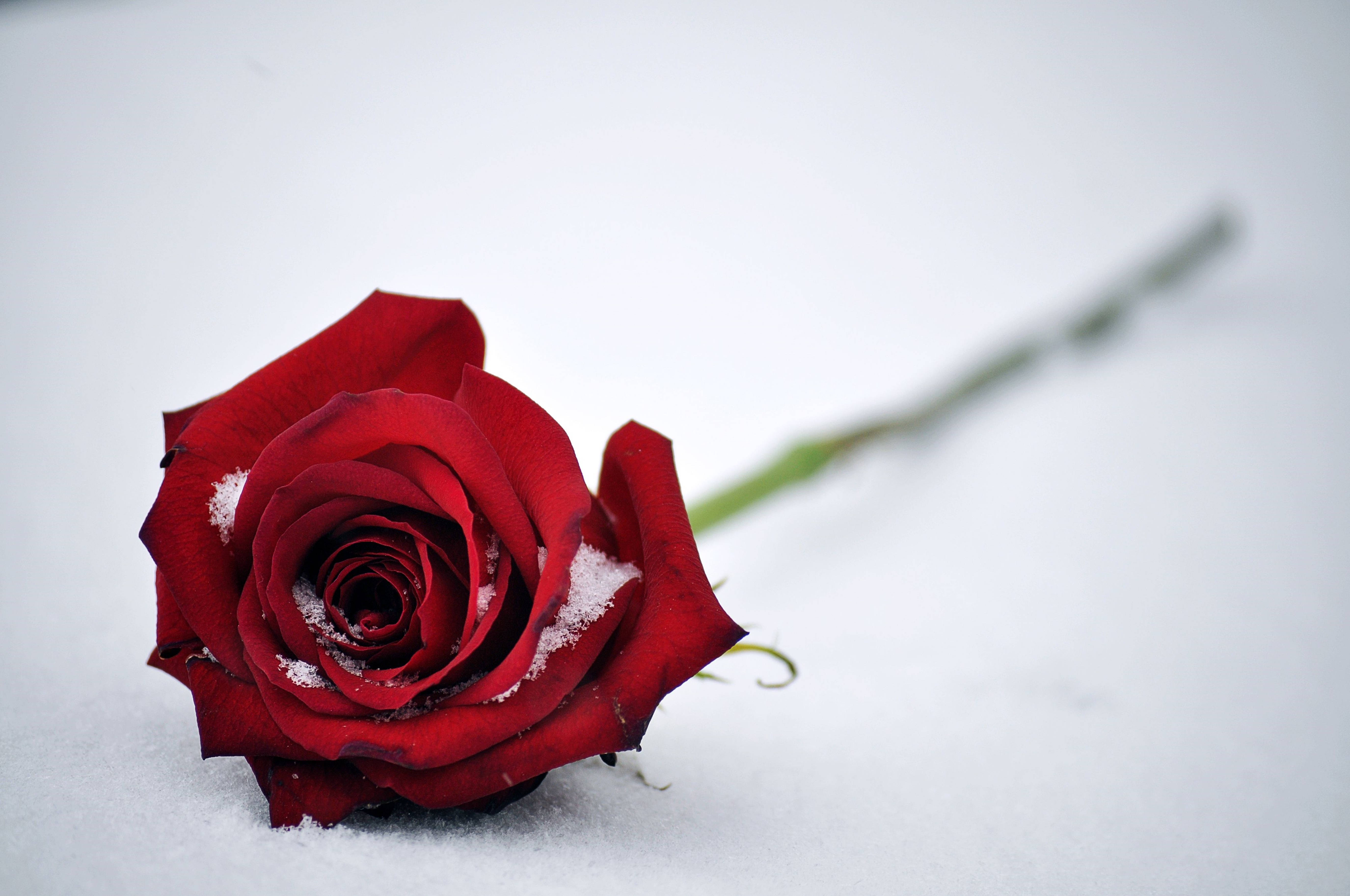 花 桌布 壁紙 — 一朵鮮紅的玫瑰帶著雪花，躺在純白無瑕的雪地上。