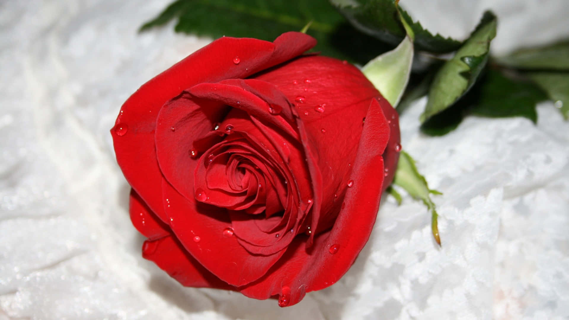 Cute Rose 桌布 壁紙 — 一朵鮮紅的玫瑰帶著露珠，放在有紋理的白色布料上，綠葉從側面探出頭來。