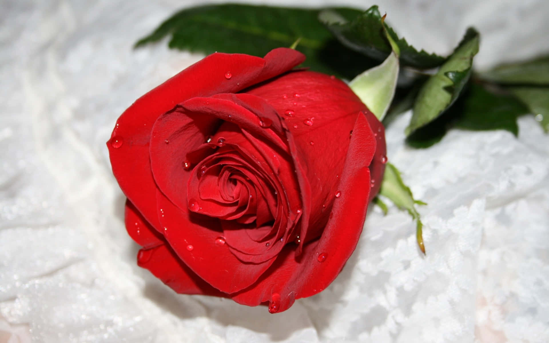 Beautiful Rose 桌布 壁紙 — 一朵鮮紅的玫瑰帶著露珠，放在有紋理的白色布料上，綠葉增添了對比。