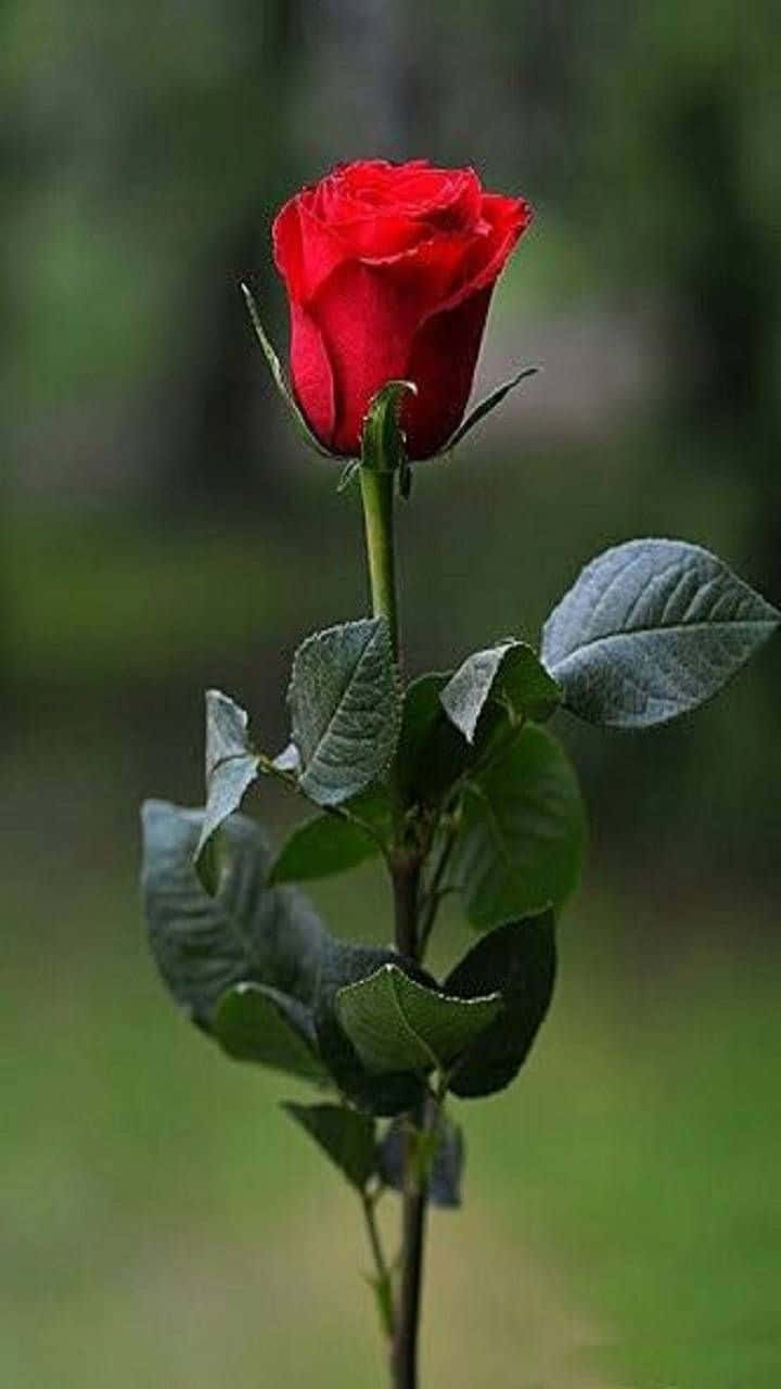 Rose Flower 桌布 壁紙 — 一朵鮮紅的玫瑰花蕾，在纖細的莖上高高聳立，襯著茂盛的綠葉，背景是柔和模糊的自然景色。
