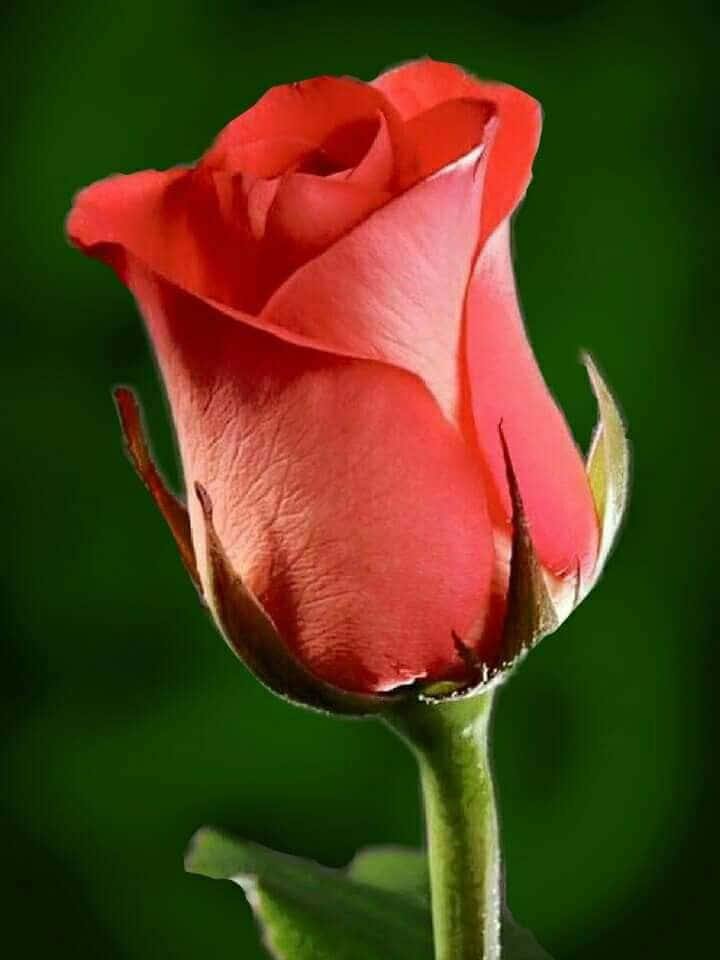 Single Rose 桌布 壁紙 — 一朵鮮紅的玫瑰花蕾，帶有精緻的花瓣和綠色的花萼，在柔和的模糊綠色背景前亭亭玉立。