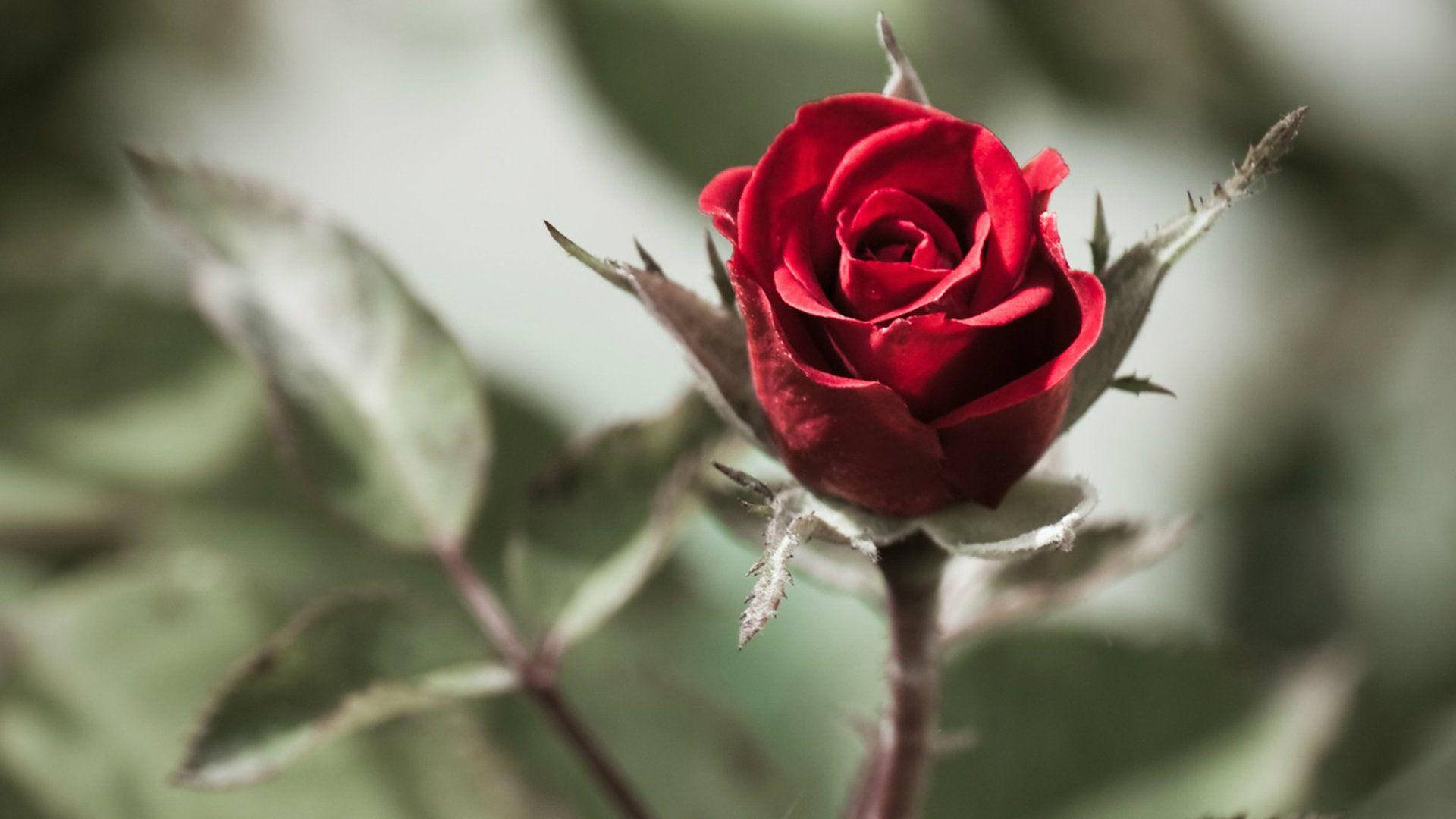 beautiful rose HD 桌布 壁紙 — 一朵鮮紅的玫瑰花蕾在柔和模糊的綠葉背景下，以淺景深展開。