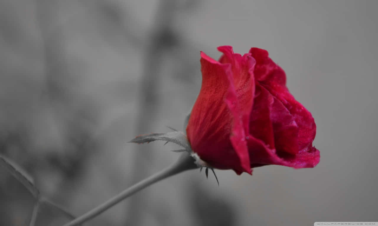 1280x768 Rose 桌布 壁紙 — 一朵鮮紅的玫瑰花蕾在柔和焦點樹枝的柔和灰階背景中脫穎而出。