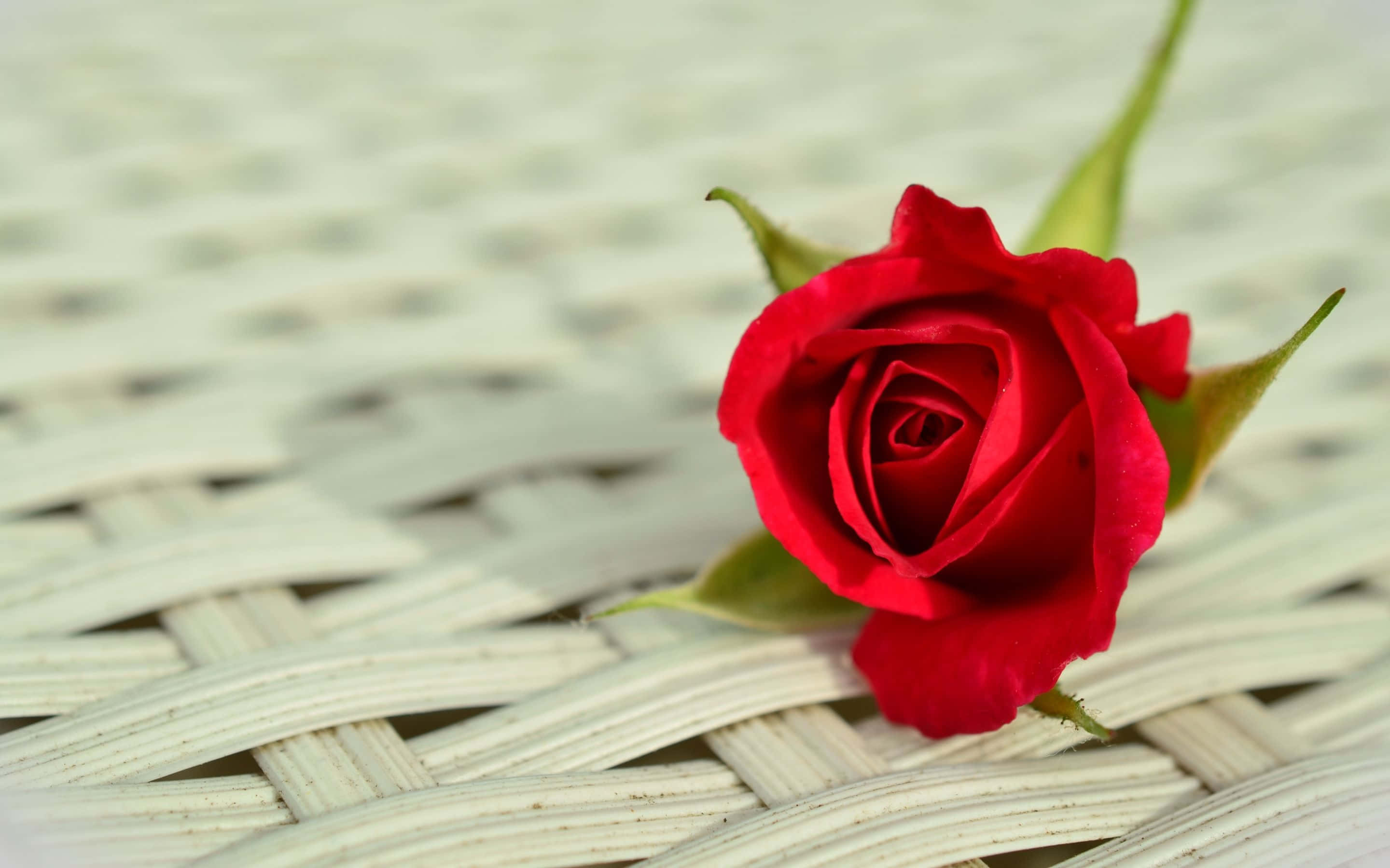 Red Rose 桌布 壁紙 — 一朵鮮紅的玫瑰花蕾在柔和的自然光下，精緻地放在有紋理的白色編織表面上。